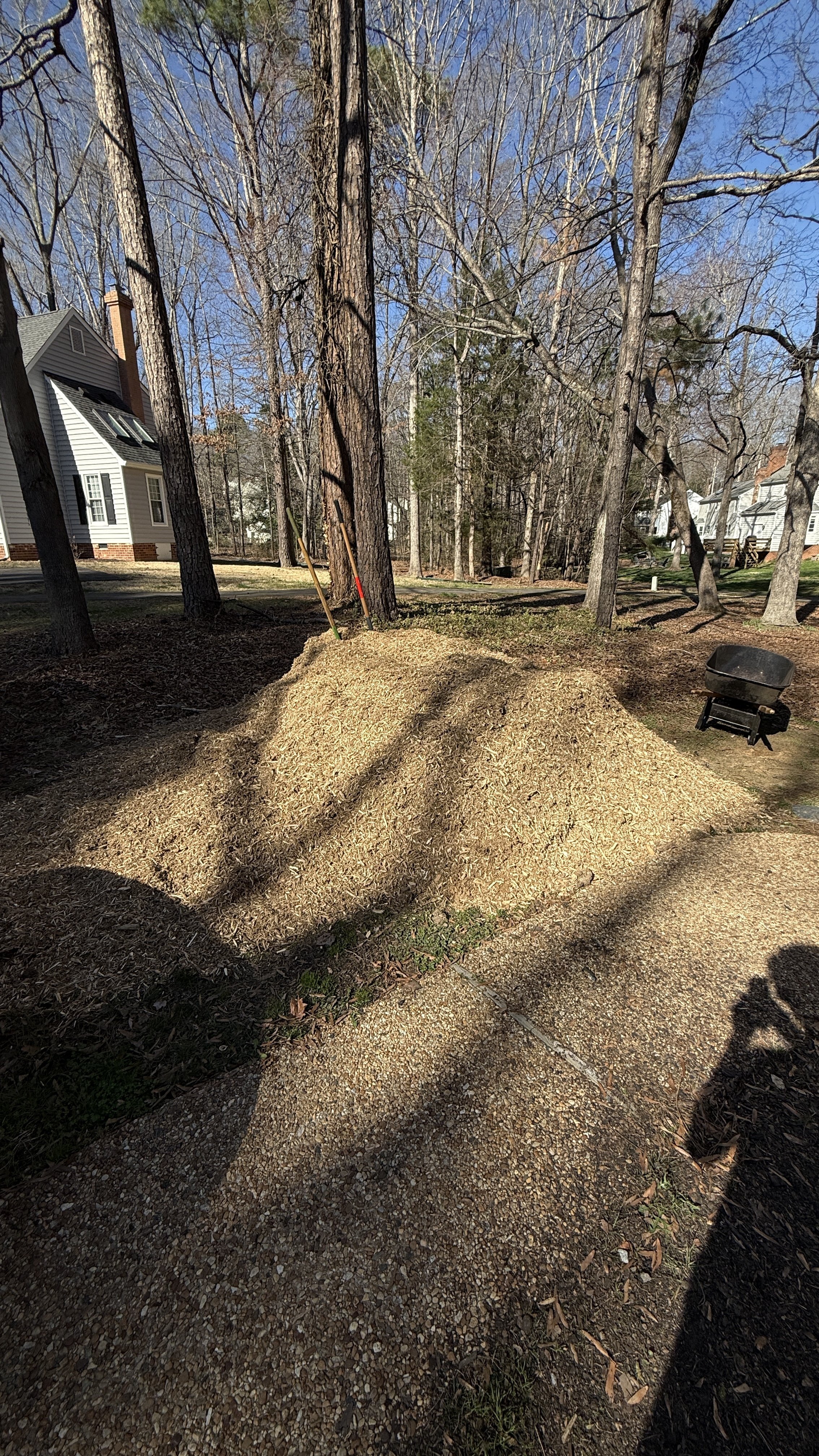 A yard with a large pile of wood mulch, a wheelbarrow, and trees without leaves in front of a house.