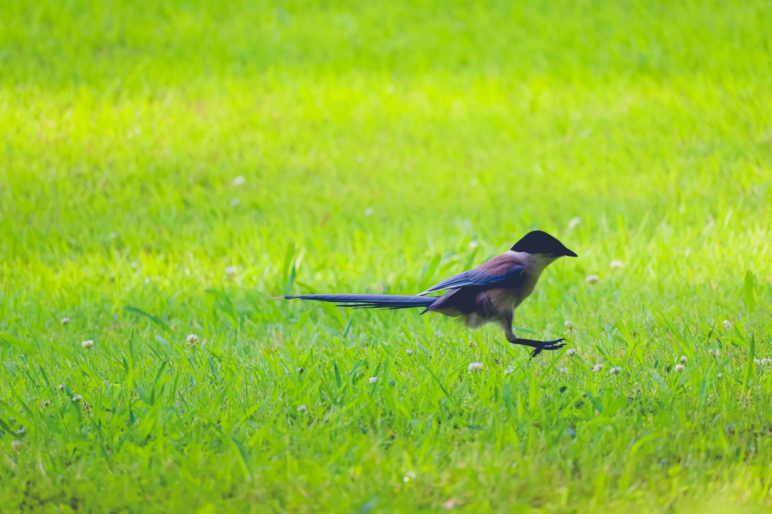 Accessing Peace in a Chaotic World