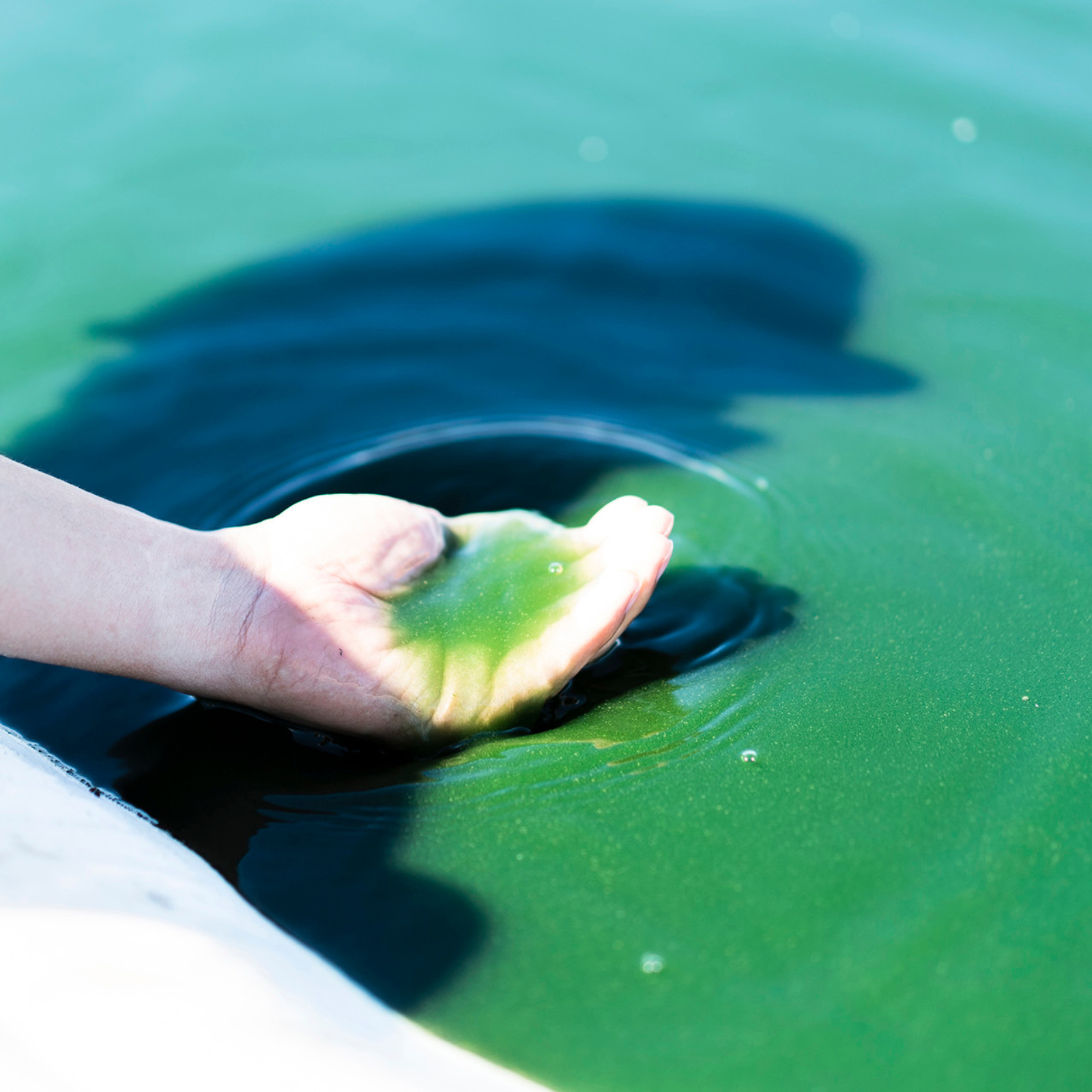 A hand touching green algae in a body of water.