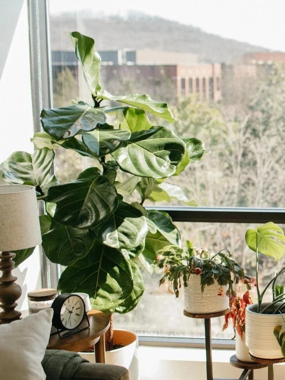 Indoor plants on tables near a large window, with a cityscape and hills in the background.