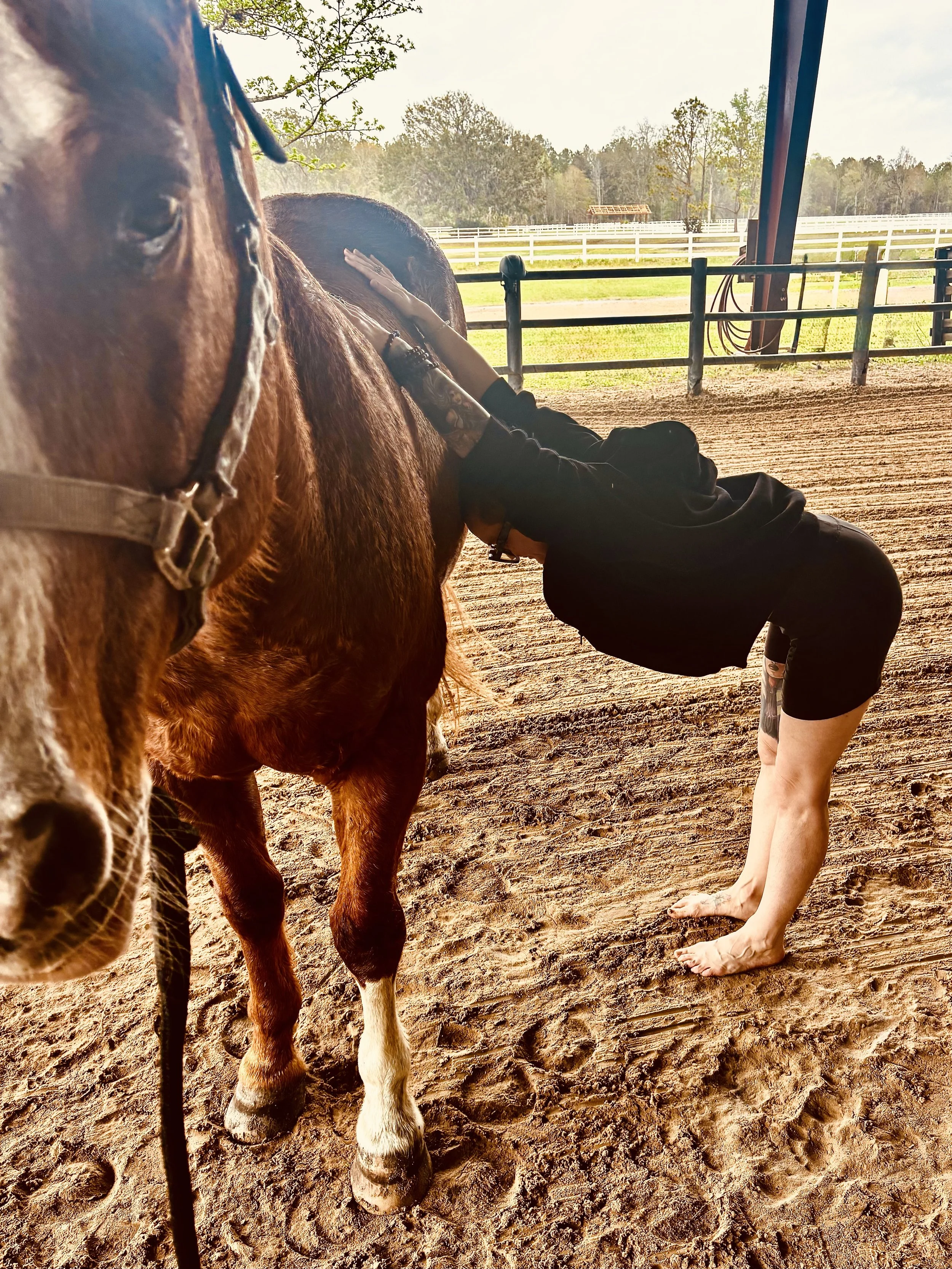 A person with tattoos and glasses leaning forward to touch a brown horse in a sandy outdoor riding arena, with fencing and trees in the background.