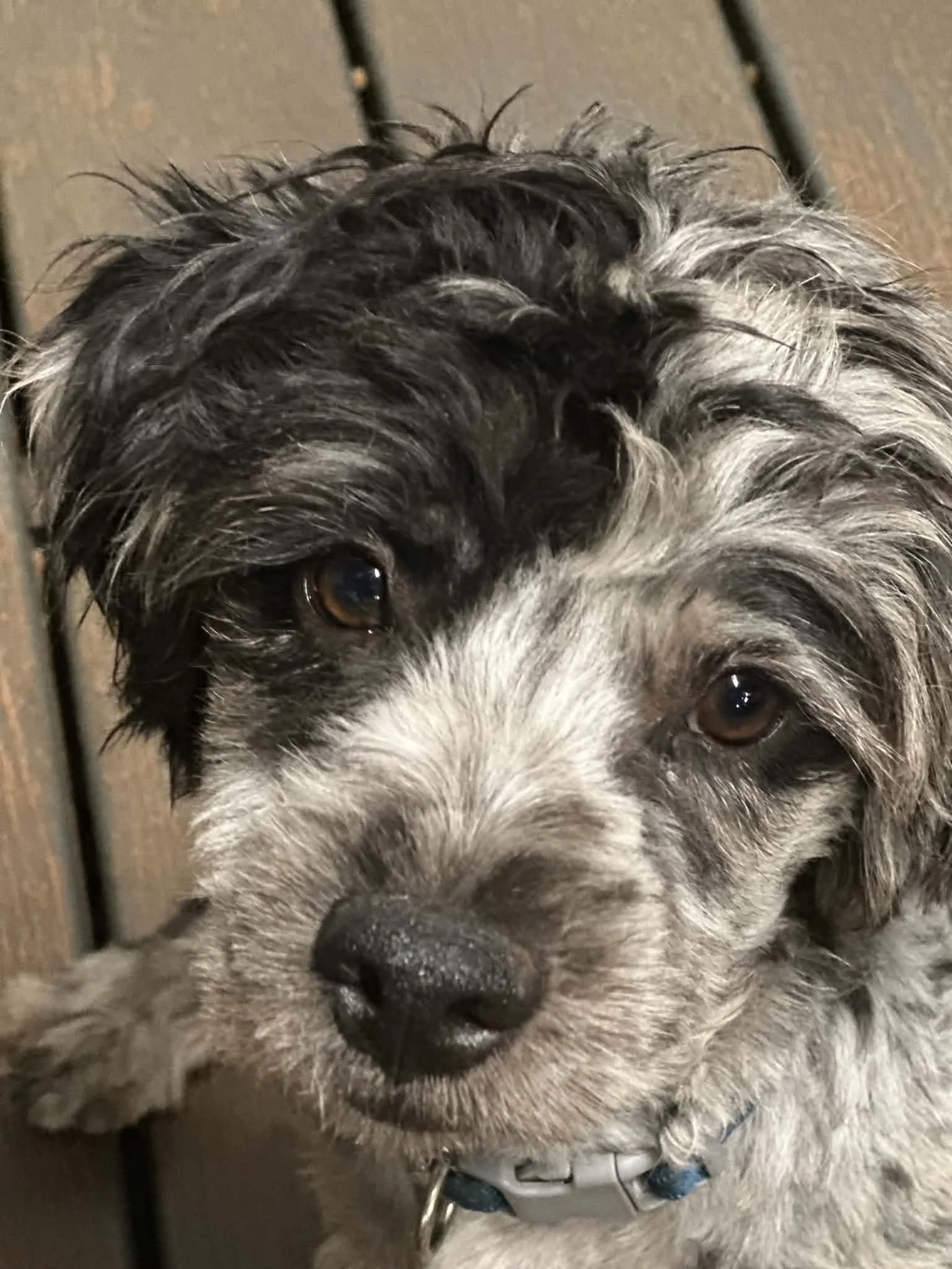 Winston - $1,200