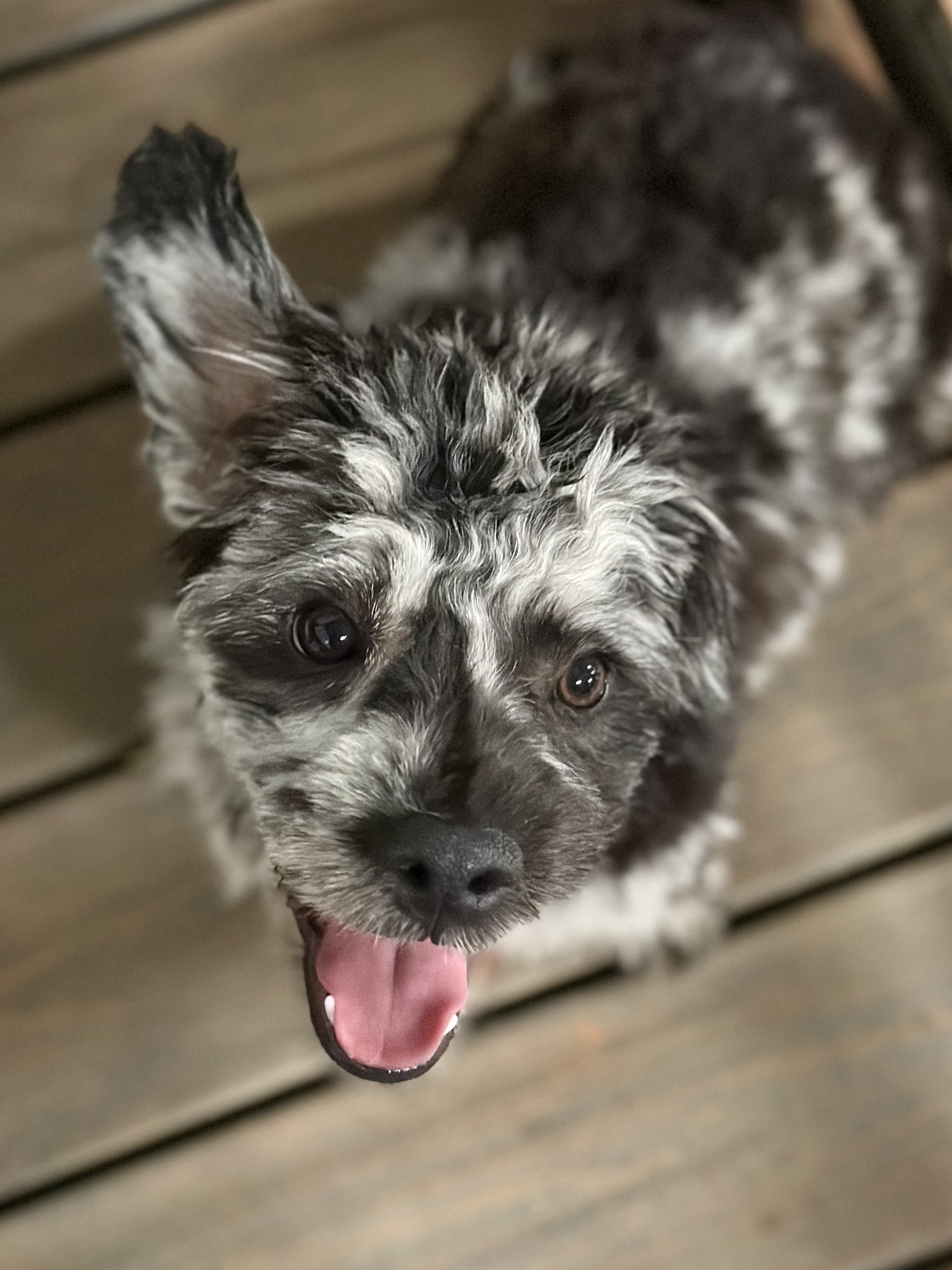 Zorro - $1,200