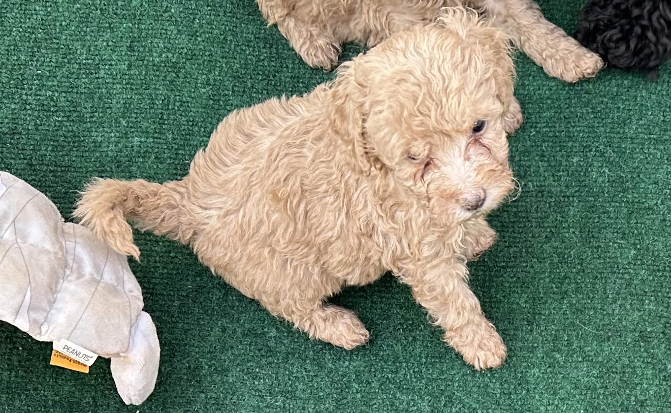 pup3-1.jpg