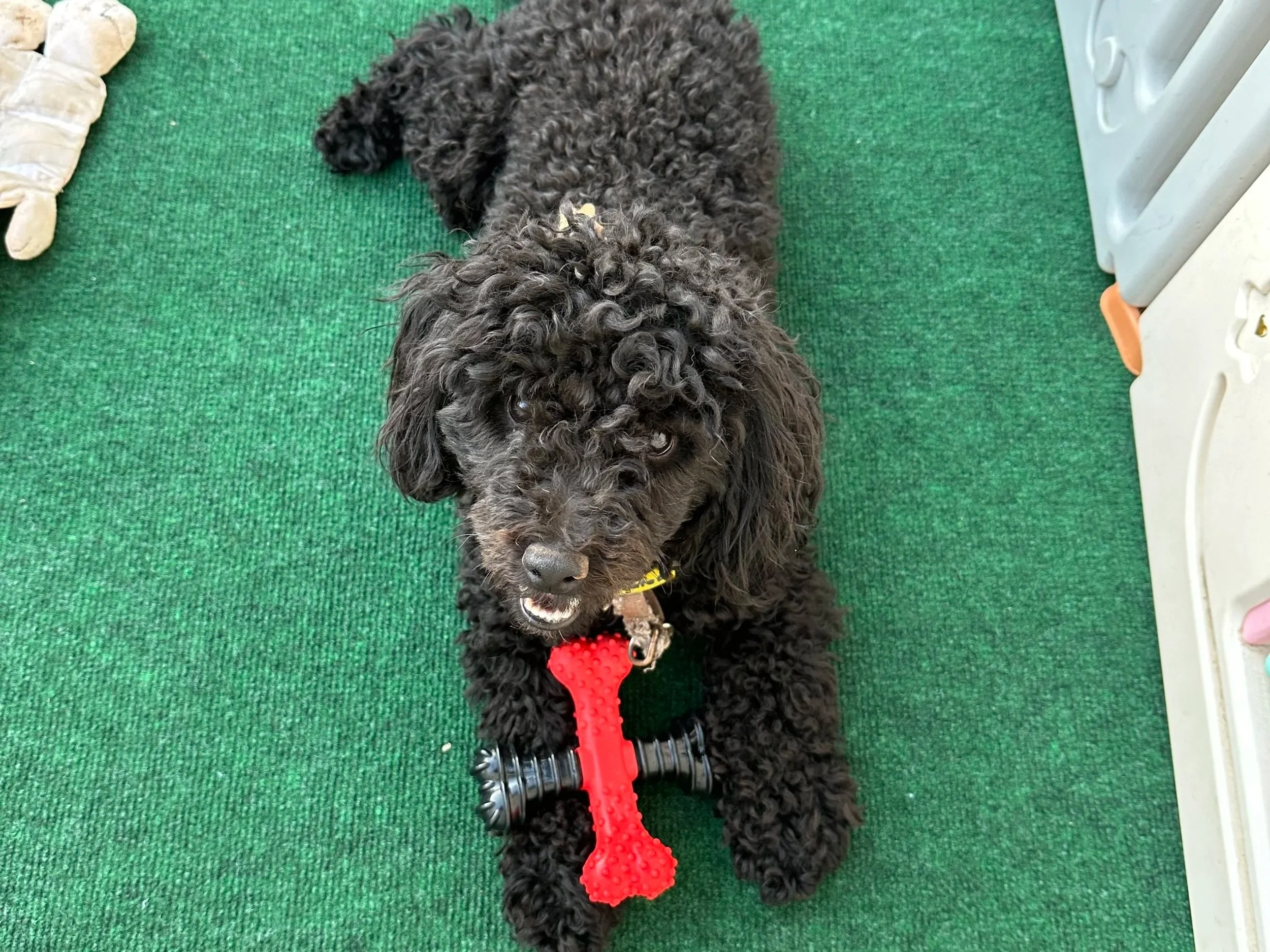 A black curly-haired dog lying on a green carpet, holding a red rubber chew toy in its mouth.