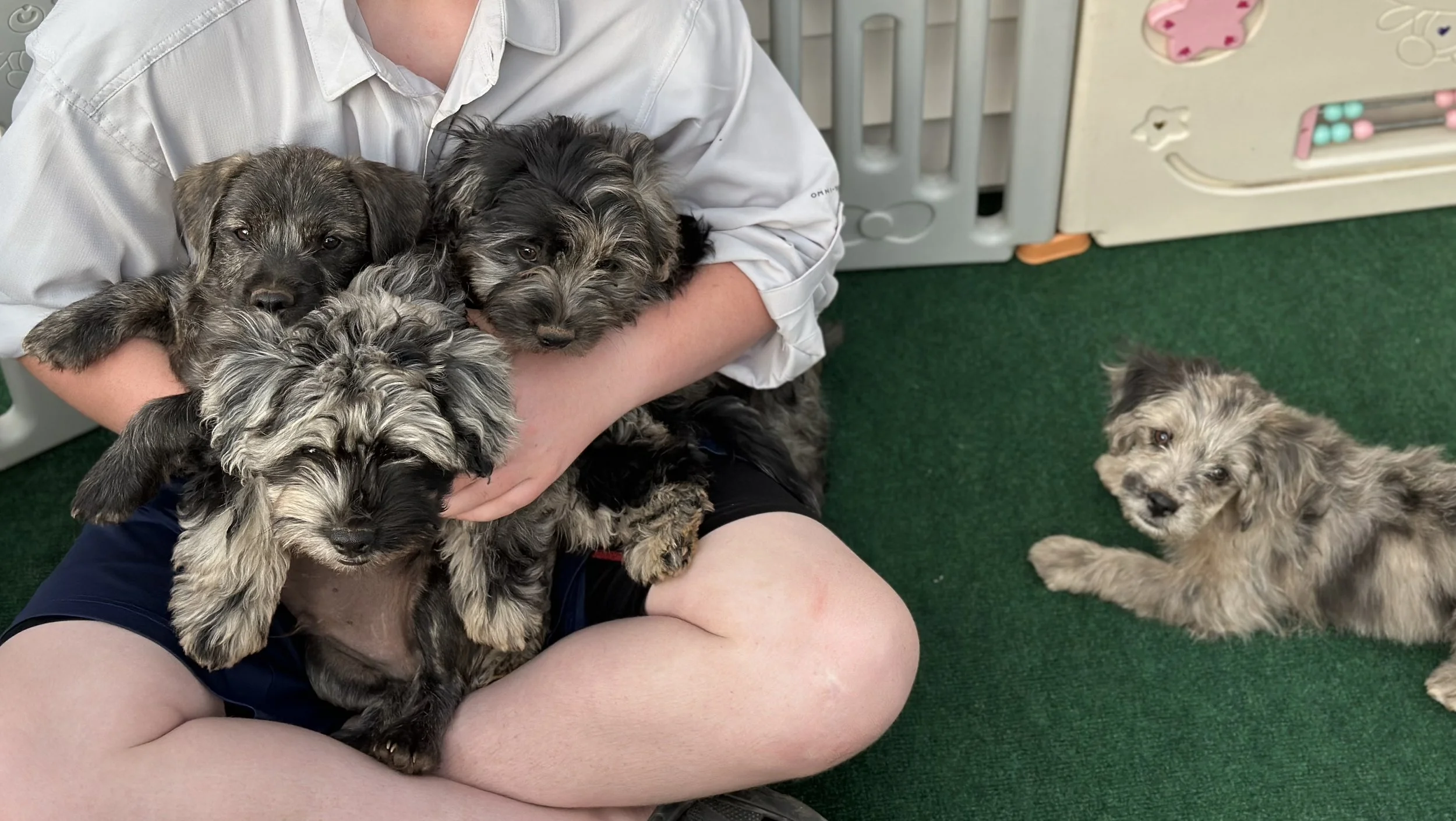 Person holding four puppies in their arms while sitting on the green carpet, with one more puppy lying on the carpet nearby, in a room with a playpen and decorated walls.