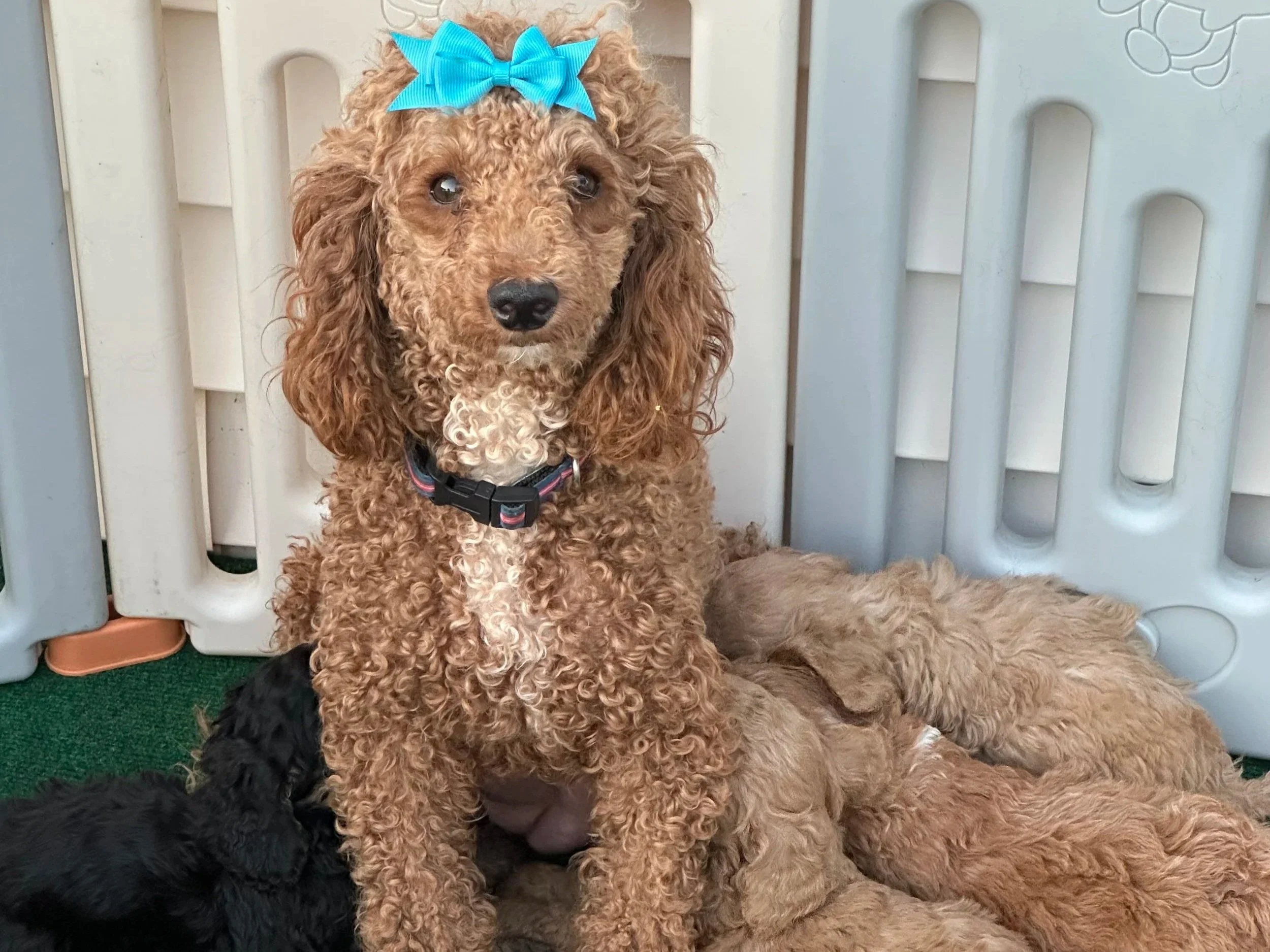 A brown poodle puppy with a blue bow on its head sitting among other puppies, one black and the others tan, in front of a white fence.