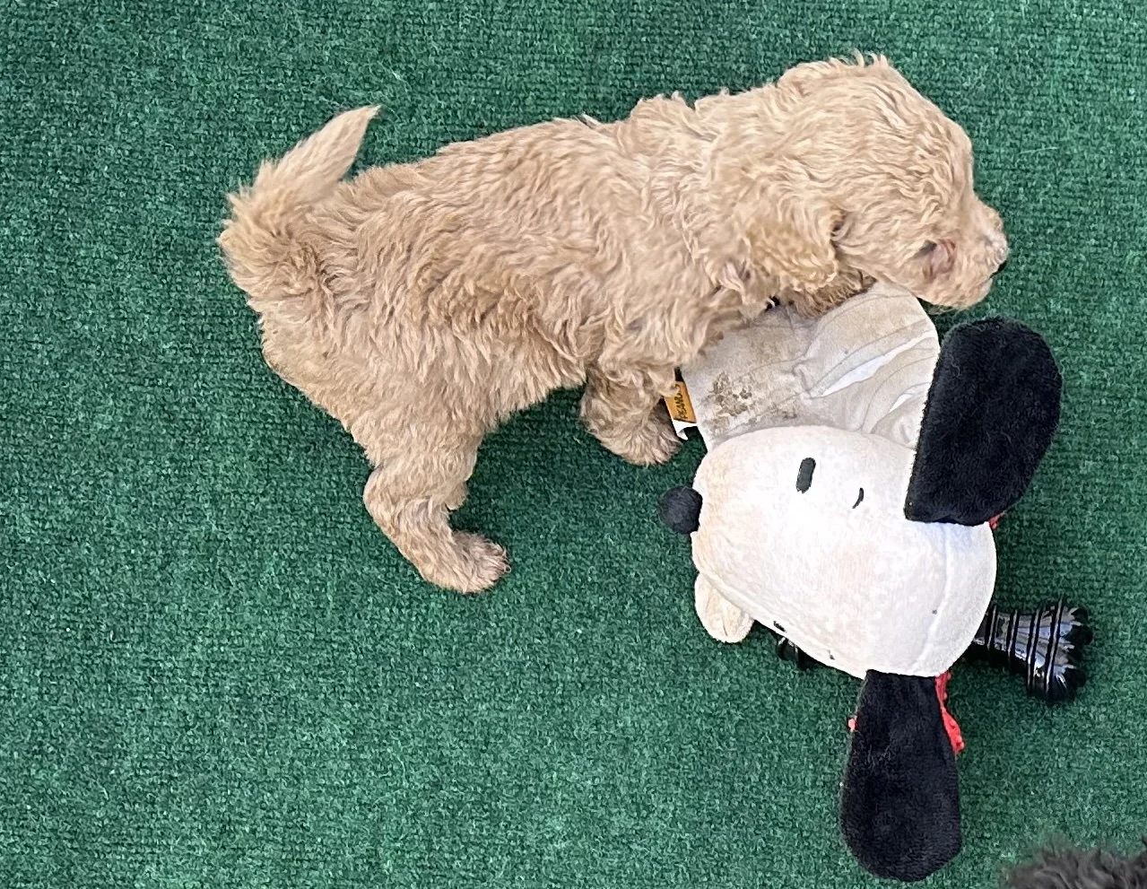 pup4-2.jpg