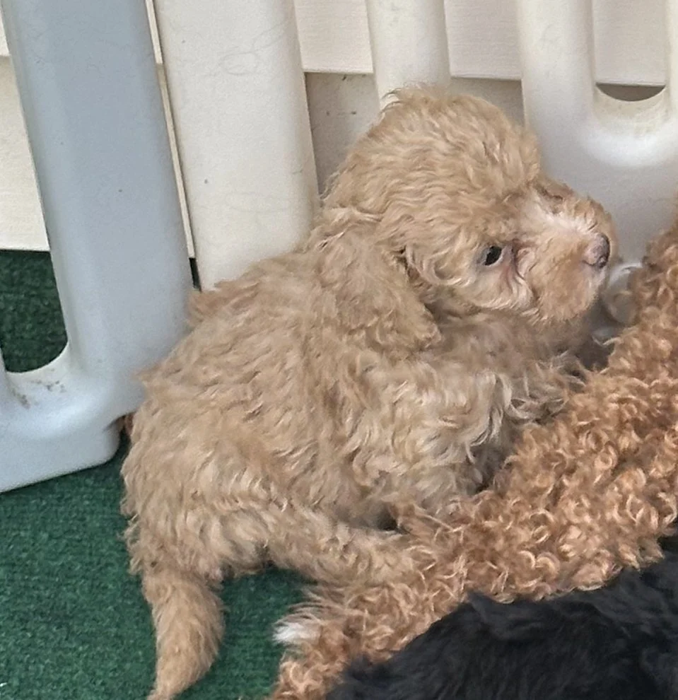 pup3-3.jpg