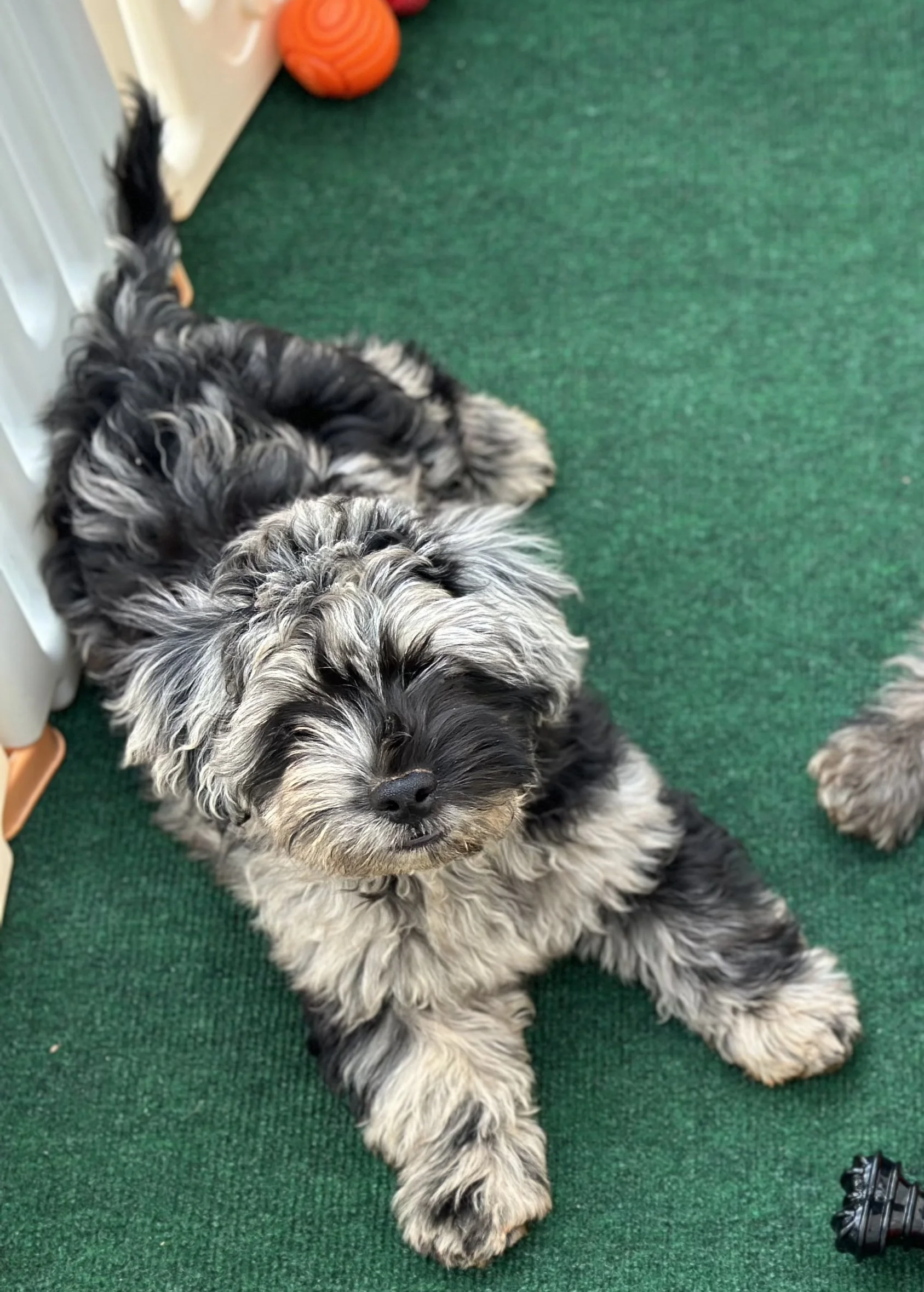 pup6-3.jpg