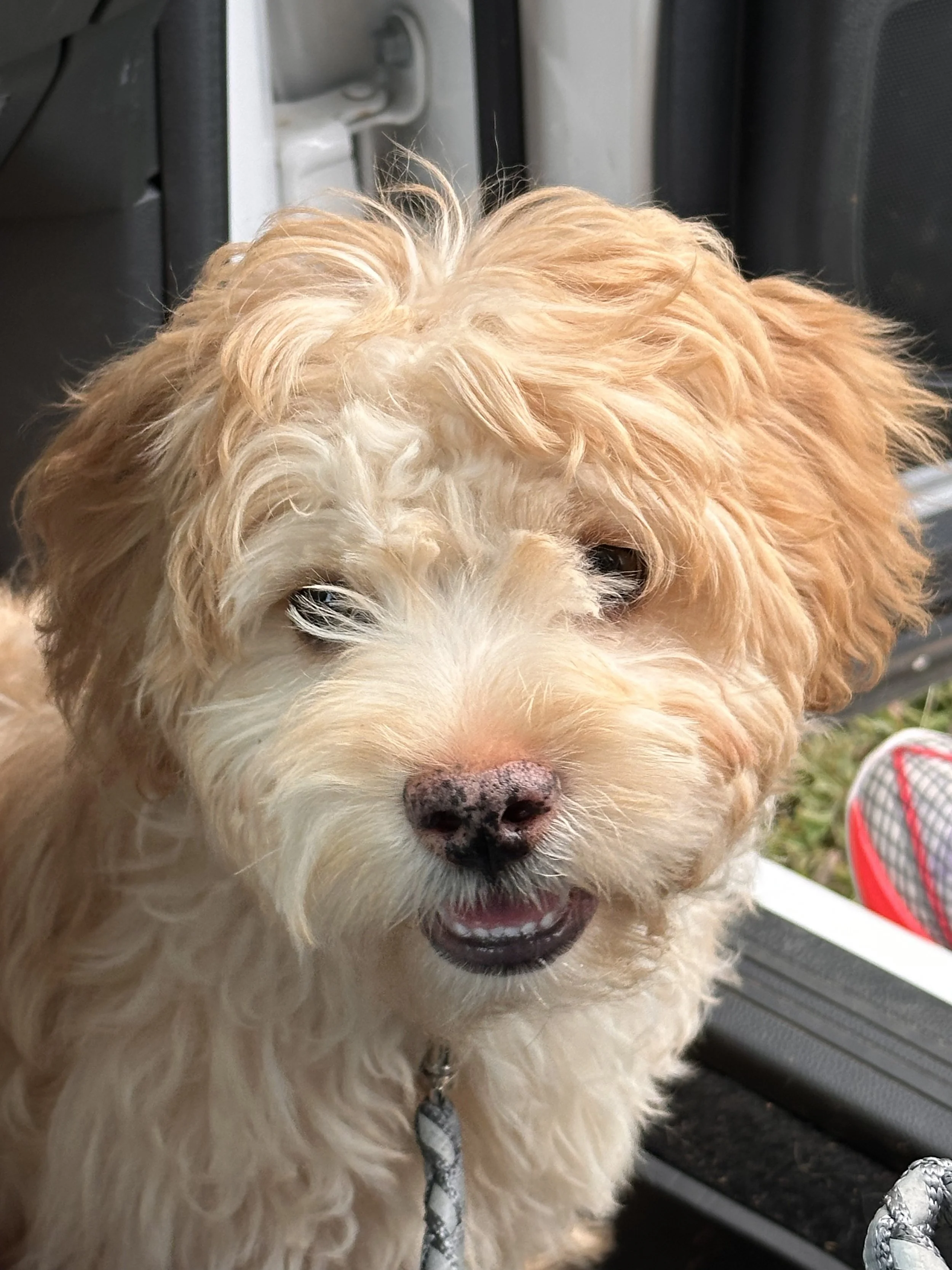 A close-up of a fluffy, light-colored dog with curly fur, a black nose, and a happy expression, sitting near the door of a vehicle.