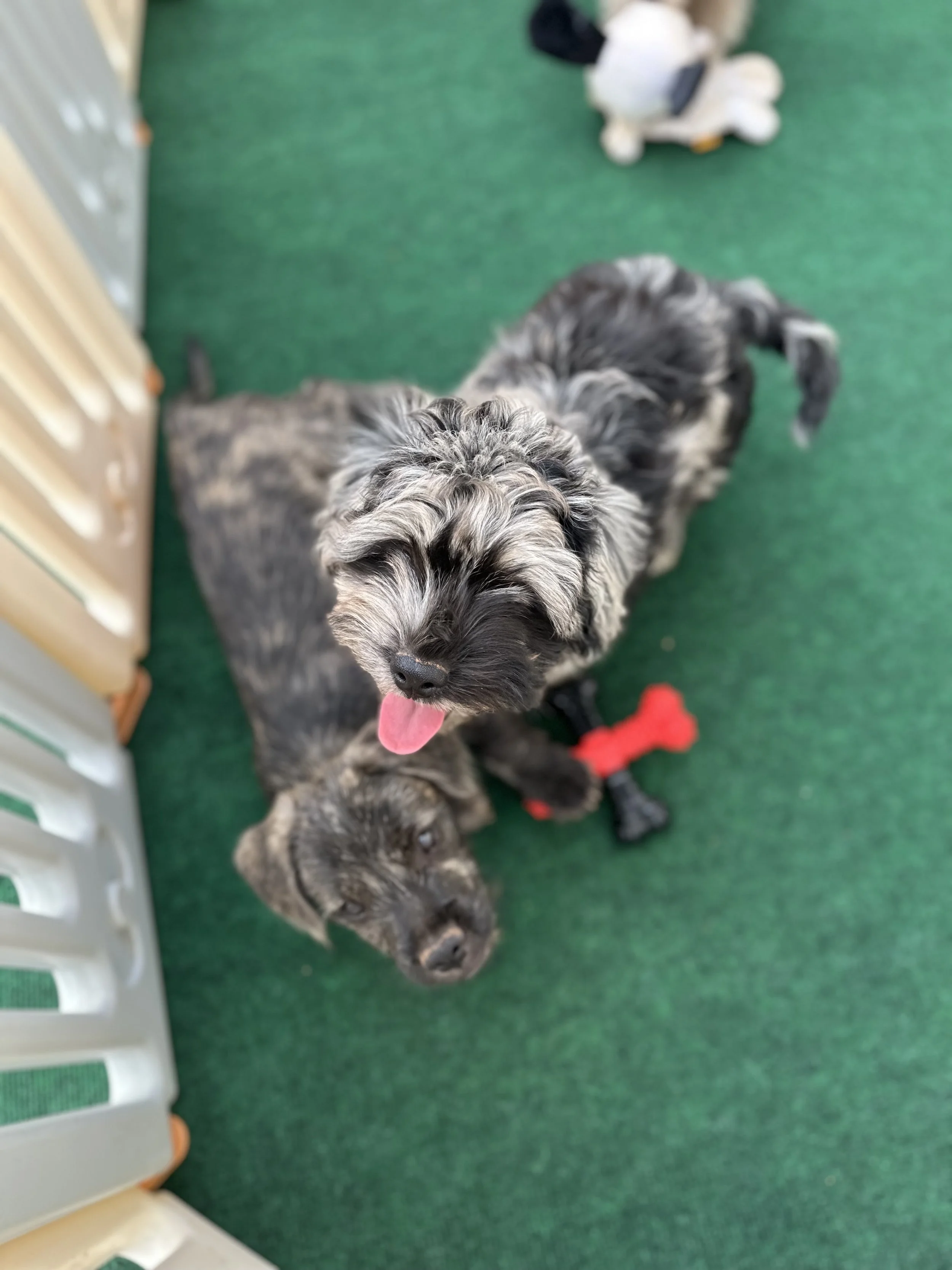 pup6-1.jpg