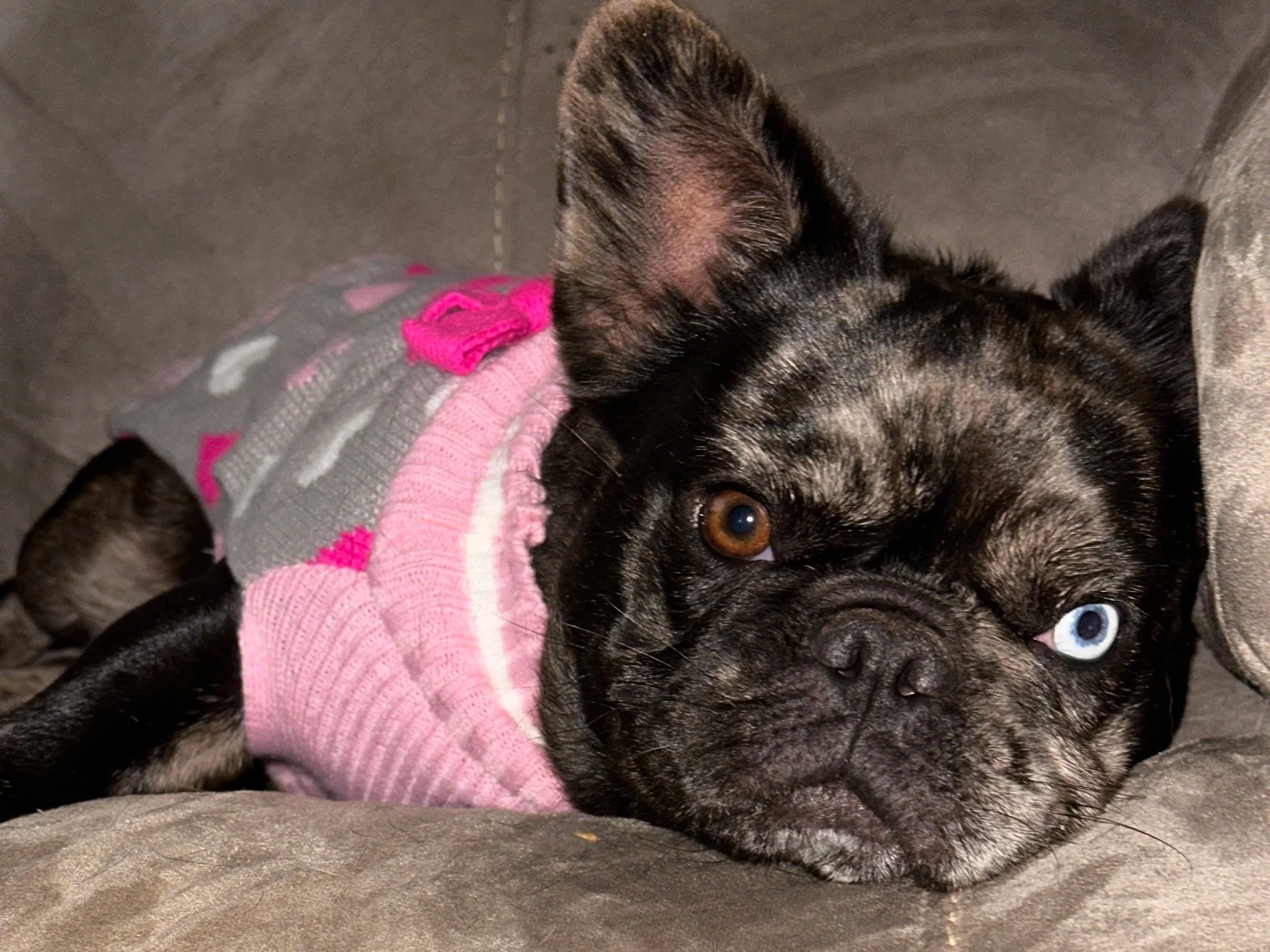 A French Bulldog wearing a pink and gray sweater, lying on a gray couch, with one eye brown and one eye blue.