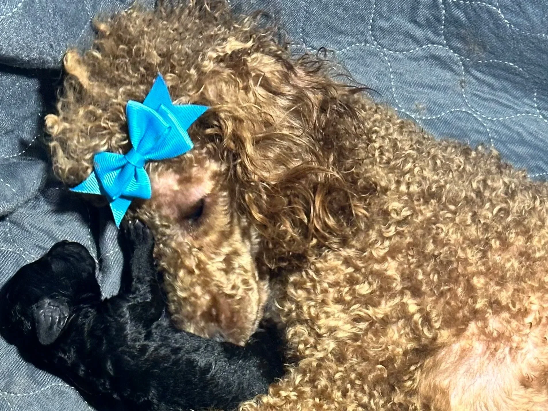 A brown poodle puppy with a bright blue bow around its neck, sleeping curled up on a dark gray quilted fabric.