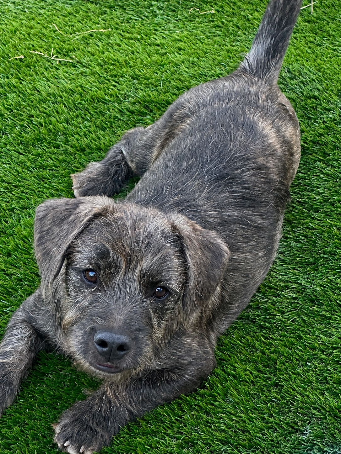 Rollo -$1,200