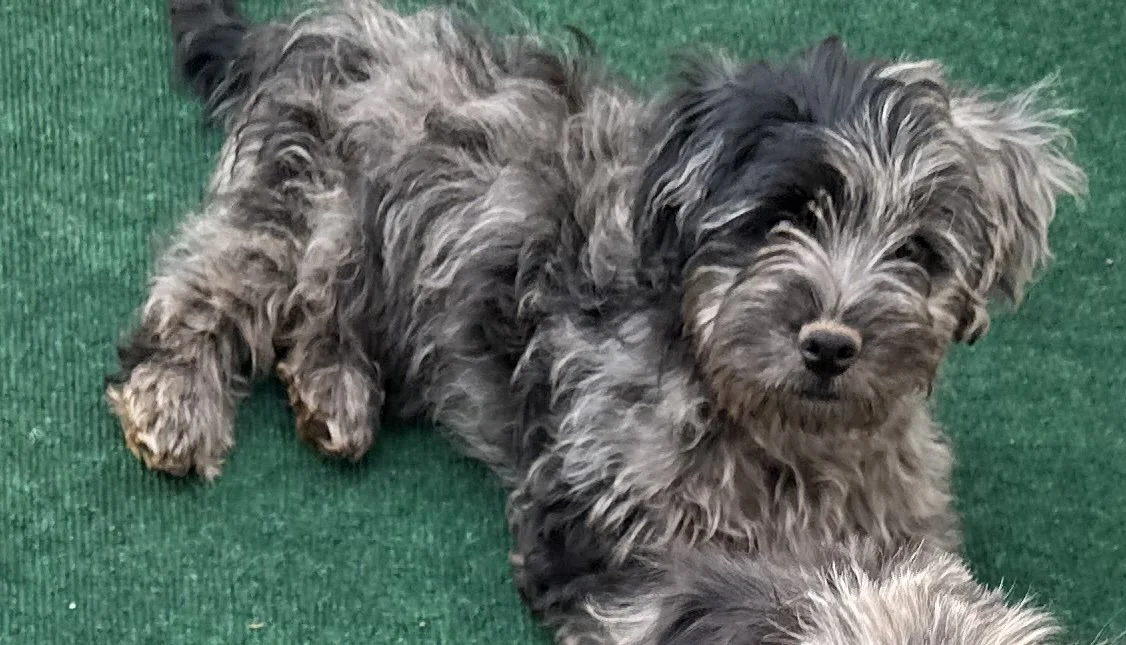 pup8-2.jpg