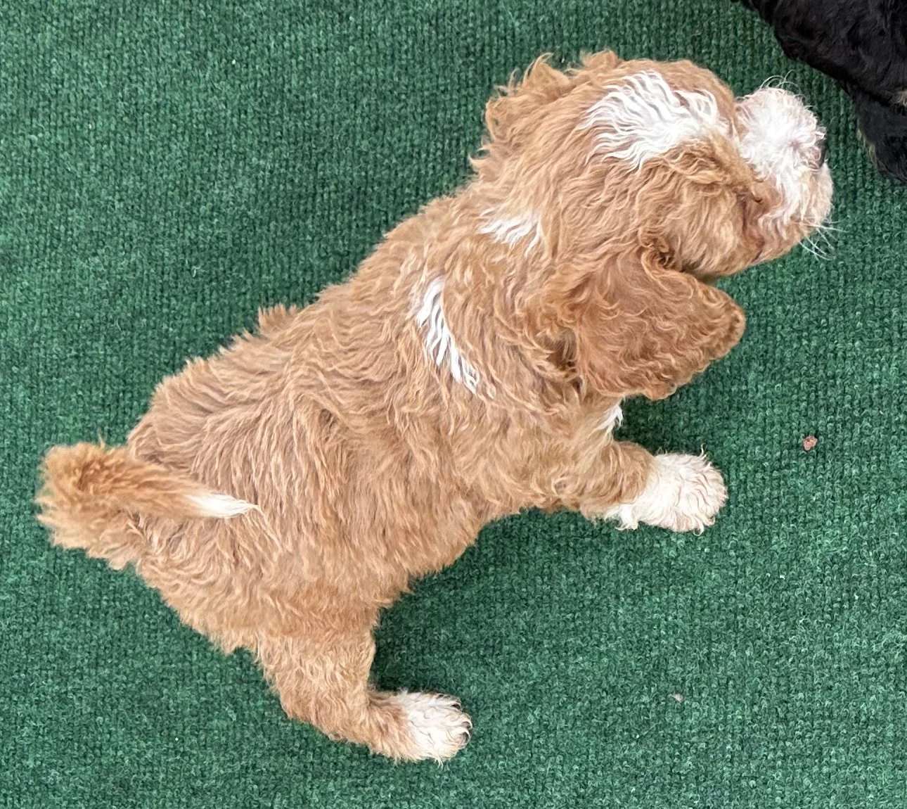 pup2-1.jpg