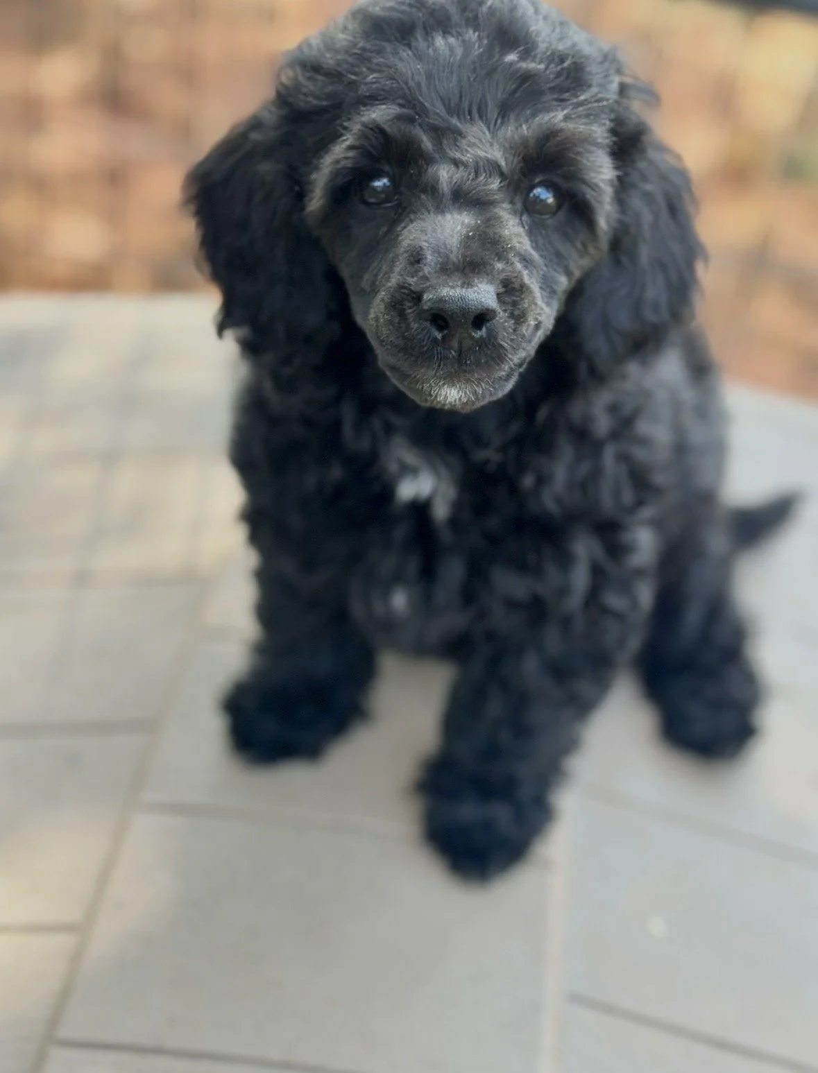 Spot- $1,200