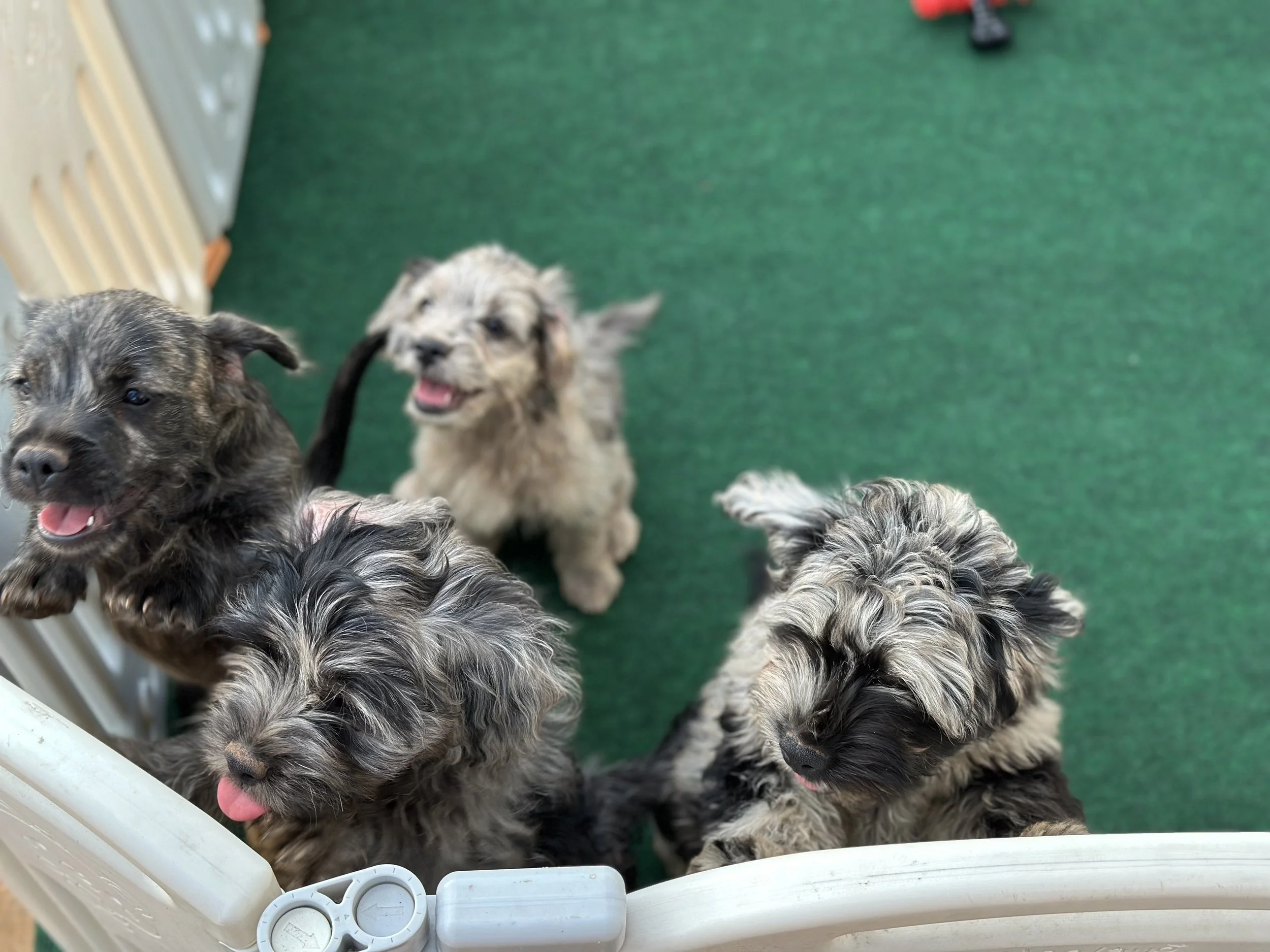 Five adorable puppies inside a plastic crate on green artificial turf, some puppies sticking out their tongues and one puppy looking down.