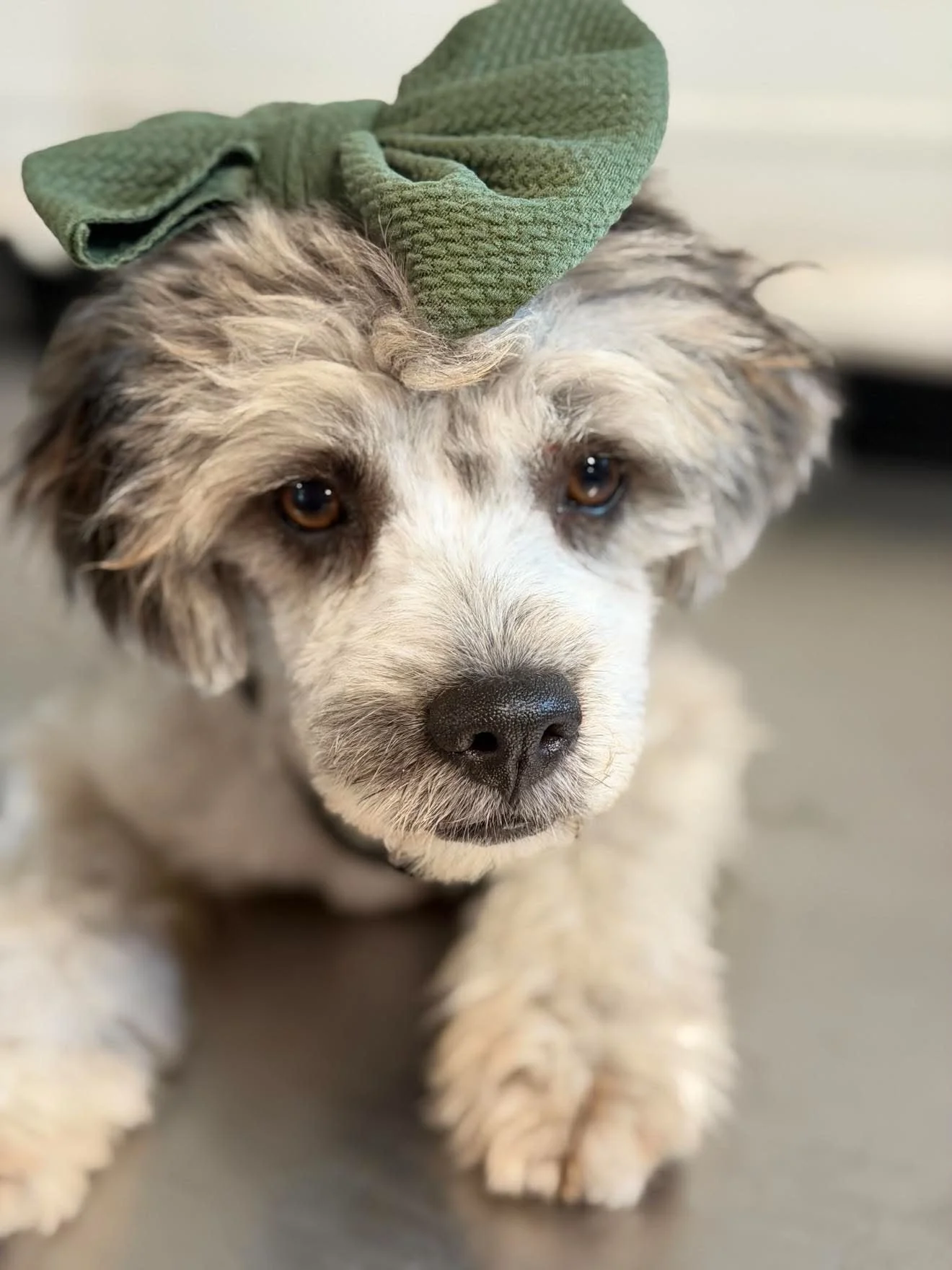 Gypsy - $1,100