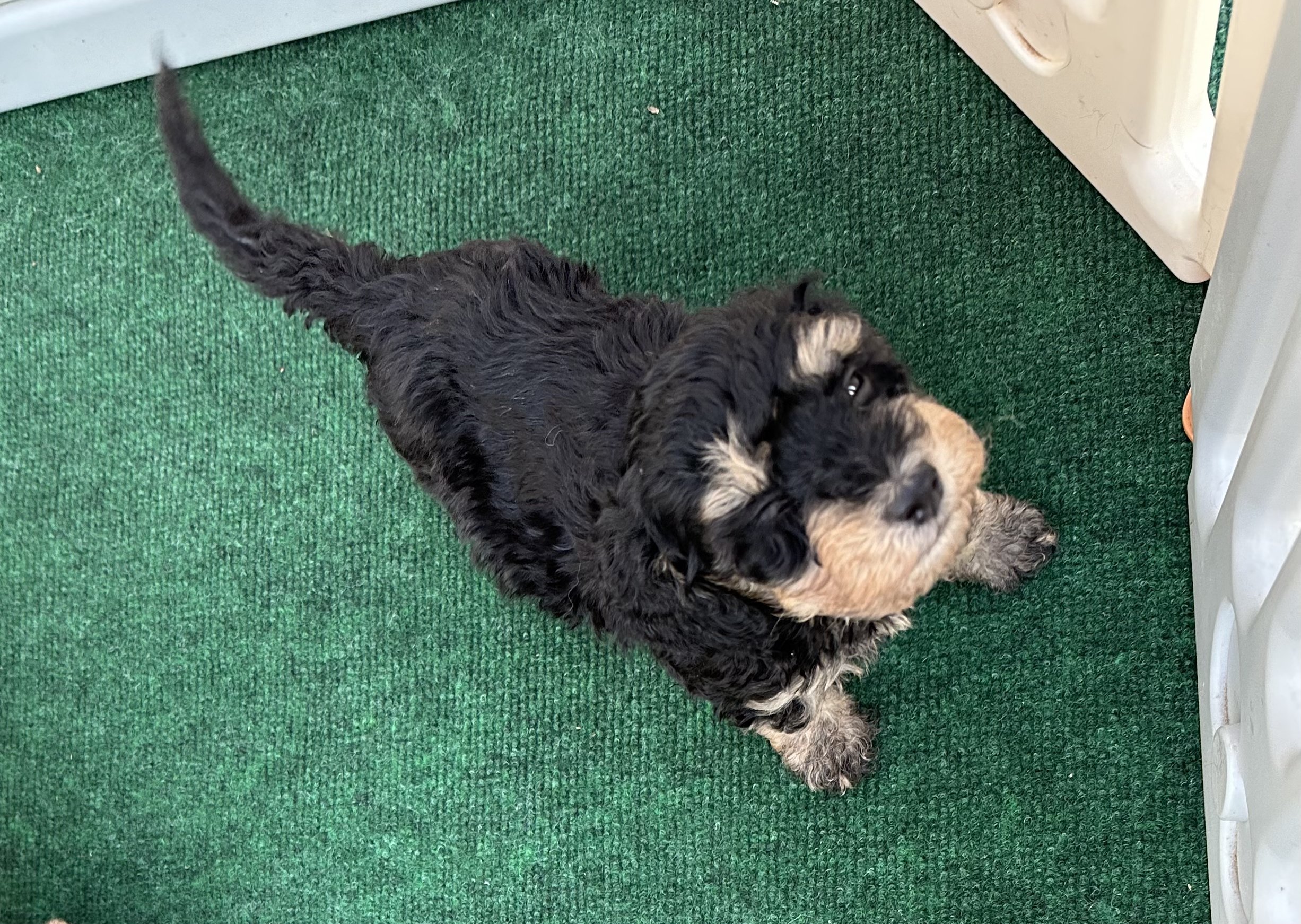 pup1-1.jpg