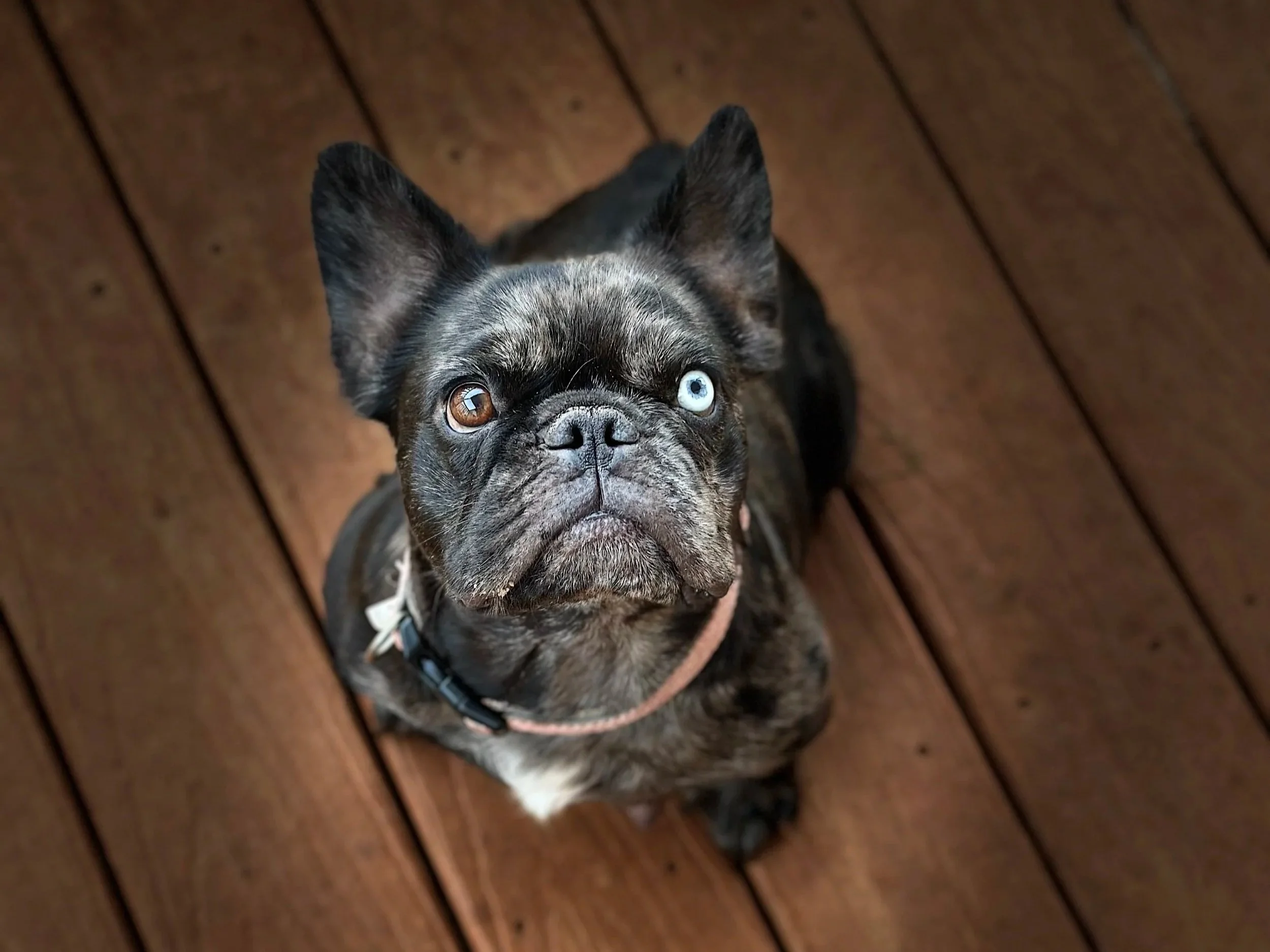 A French Bulldog with one blue eye and one brown eye looking up at the camera, sitting on a wooden floor.