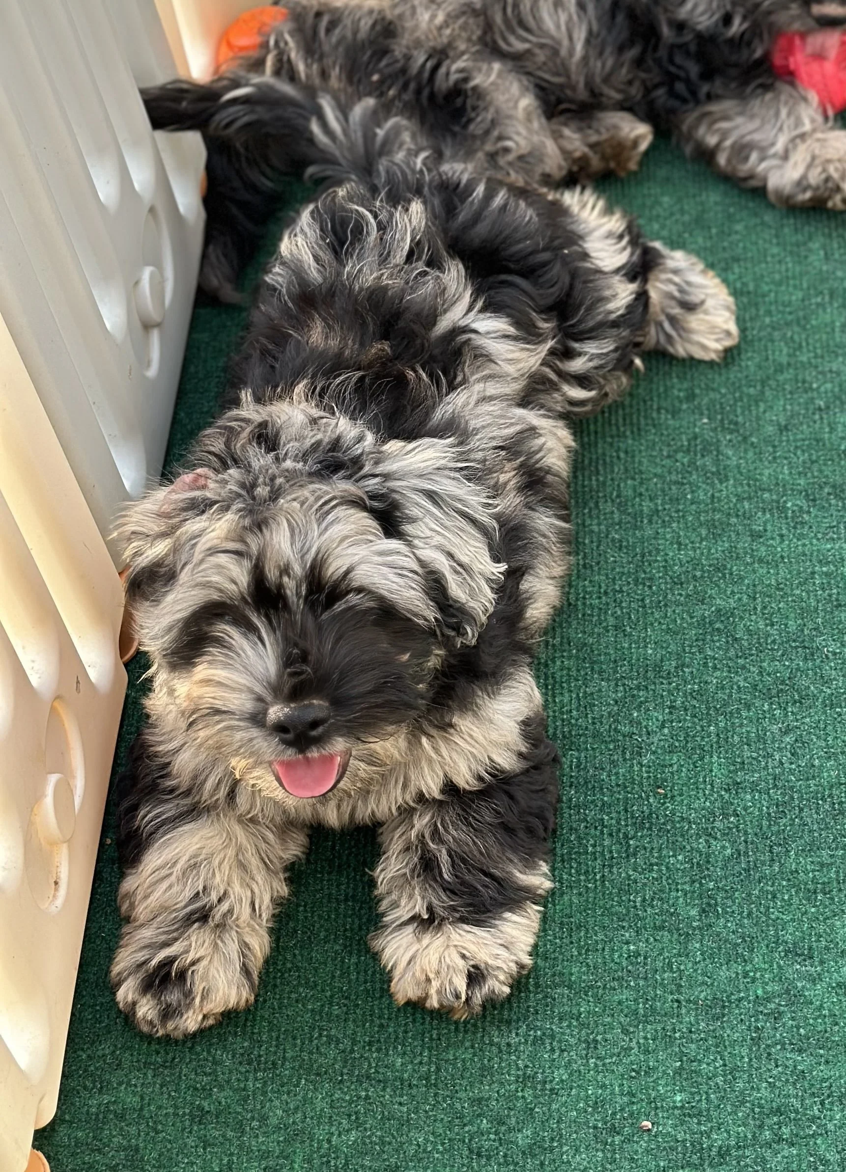 pup6-2.jpg