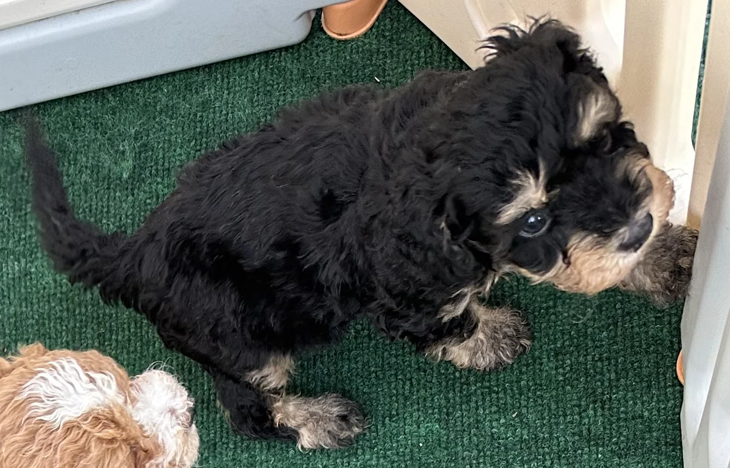 pup1-2.jpg
