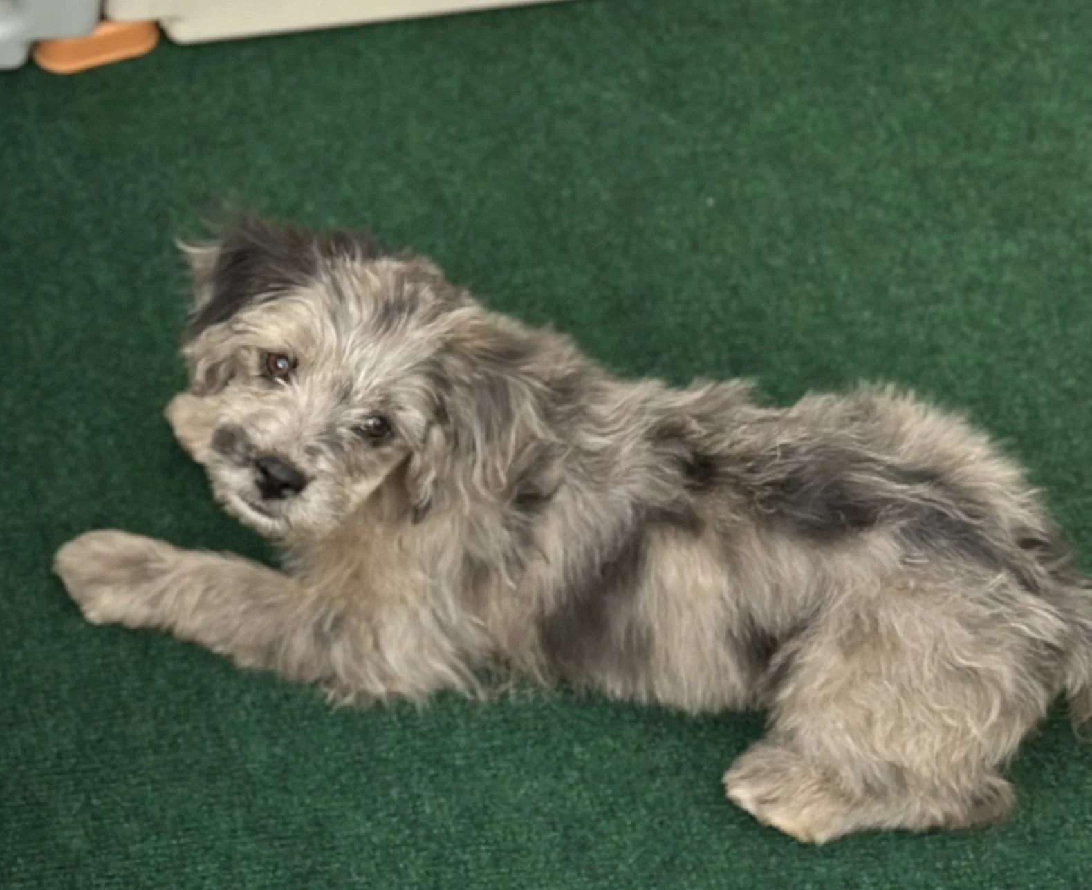 pup7-2.jpg