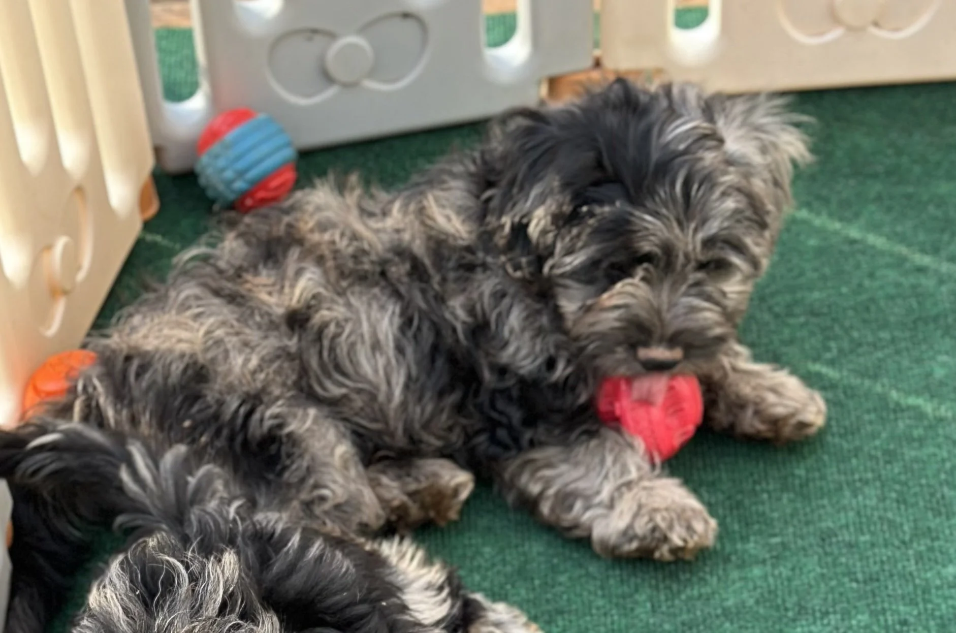 pup8-1.jpg