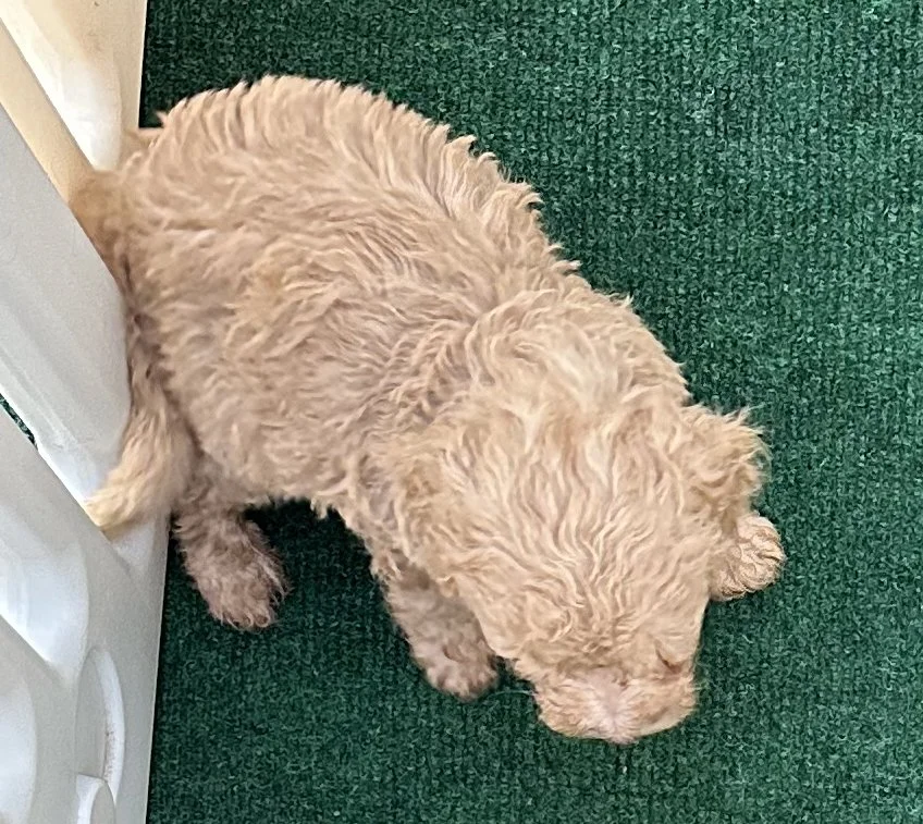 pup3-2.jpg