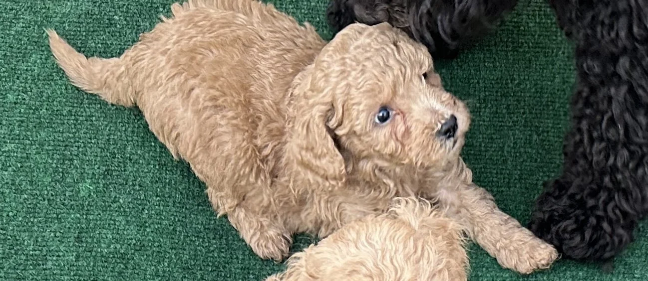 pup4-1.jpg