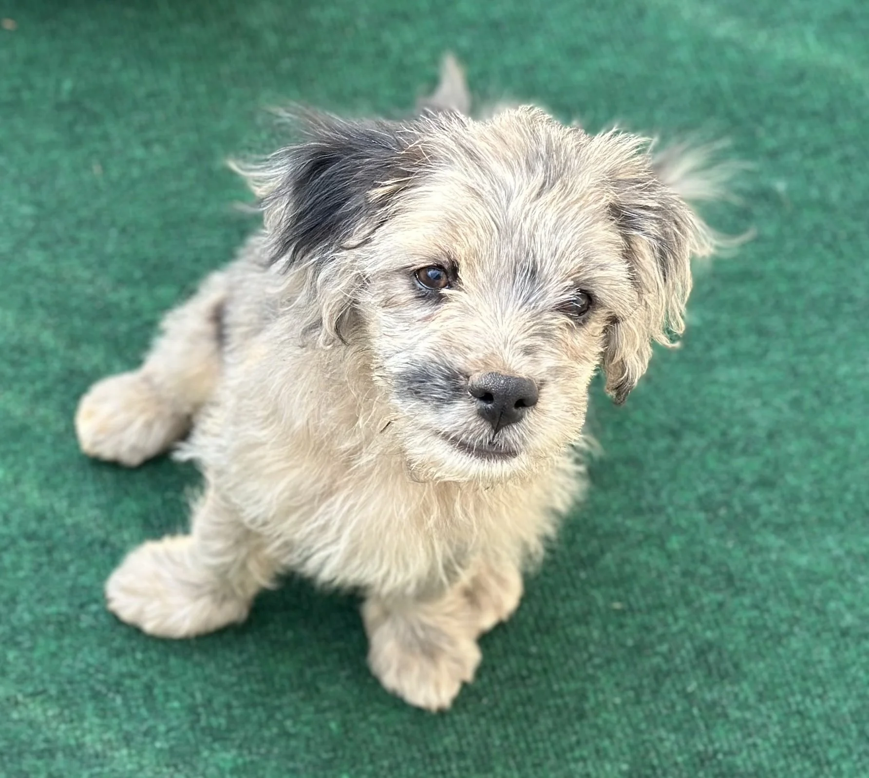 pup7-1.jpg