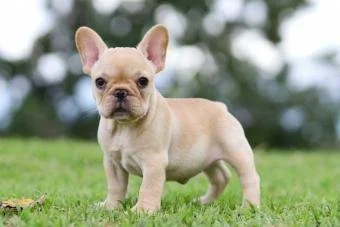 322505-340x227-tan-french-bulldog-puppy.jpg