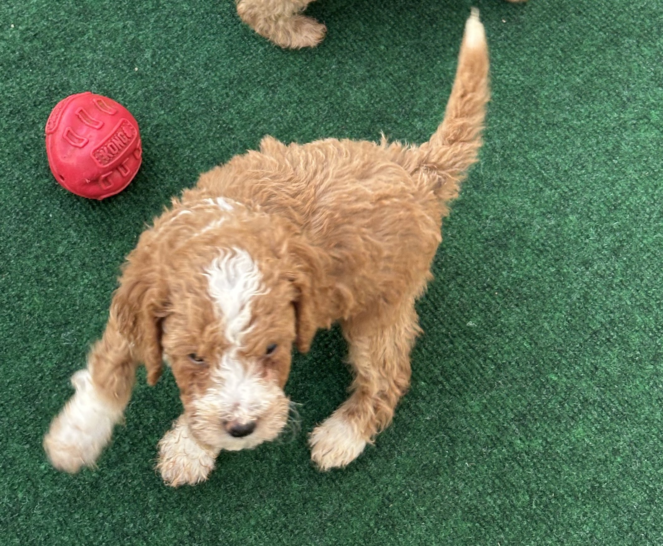 pup2-2.jpg