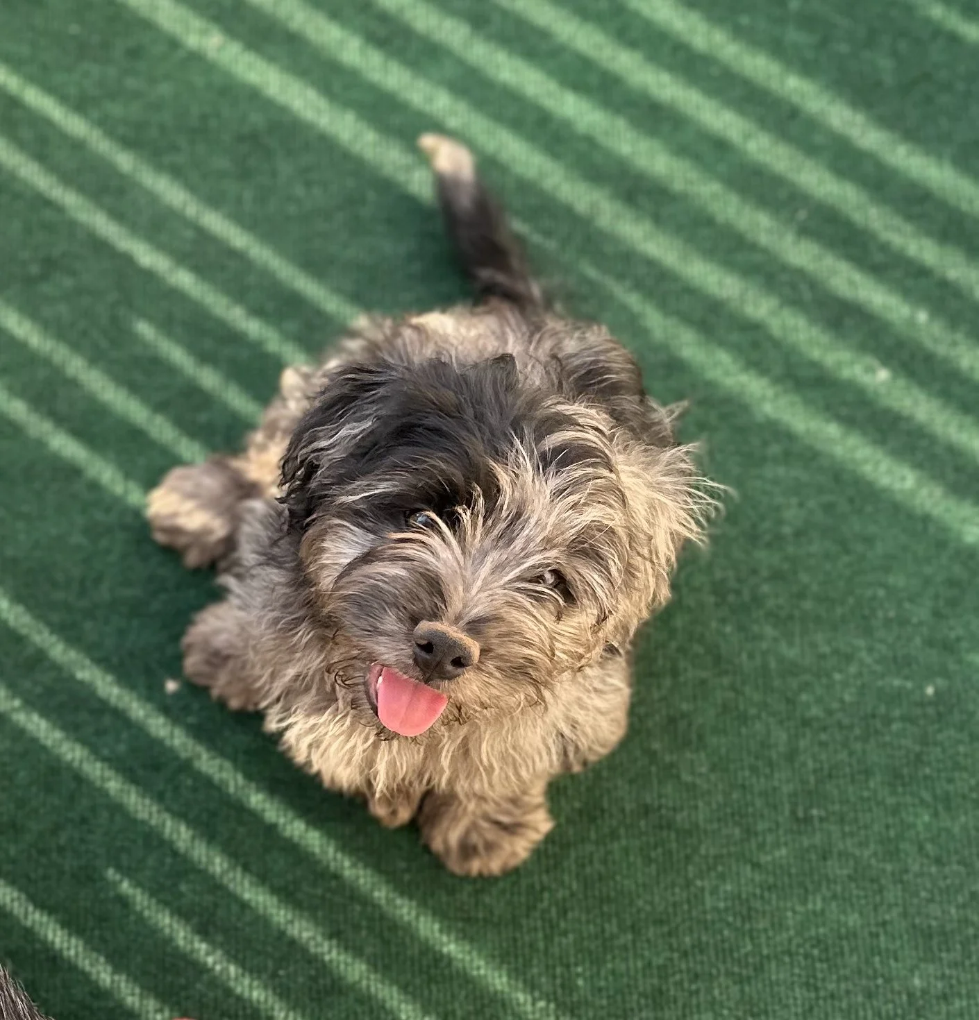 Winston - $3000