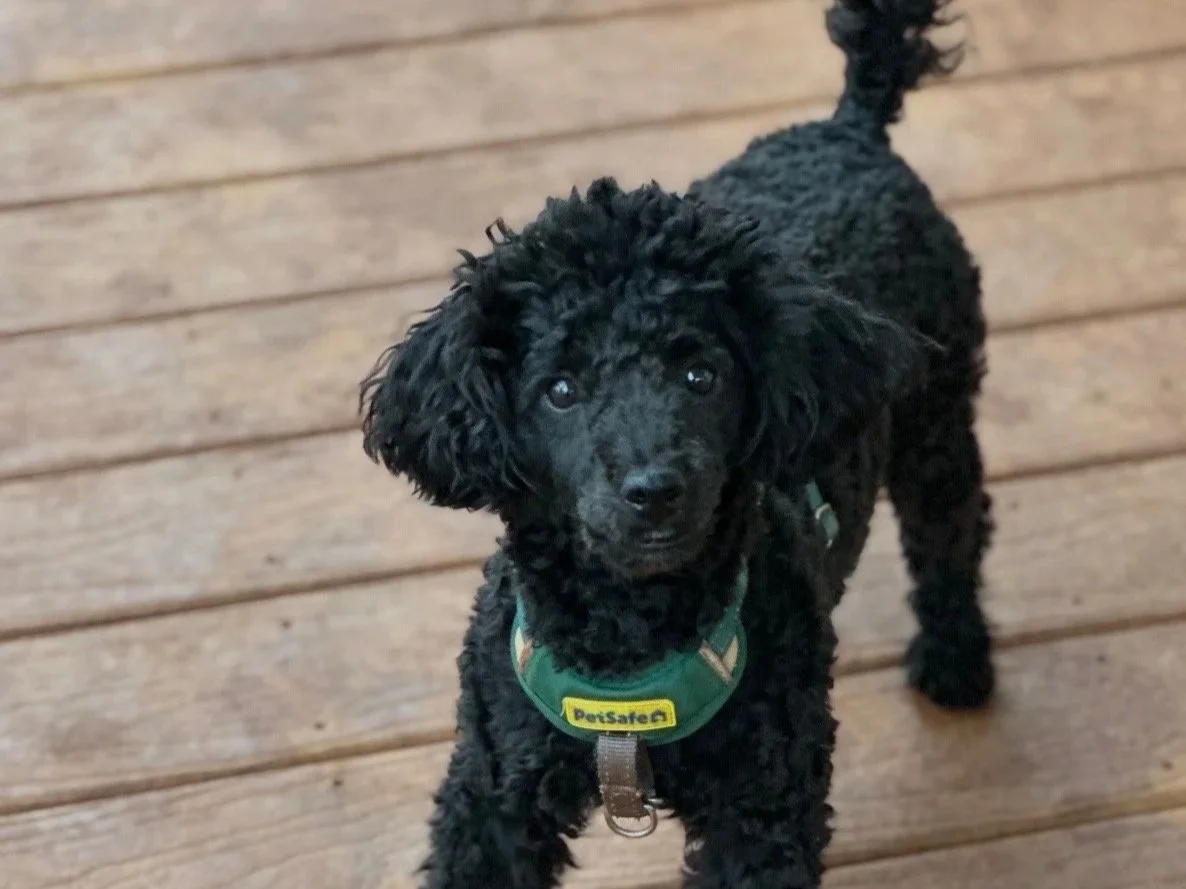 A small black poodle puppy standing on a wooden deck, looking up at the camera.