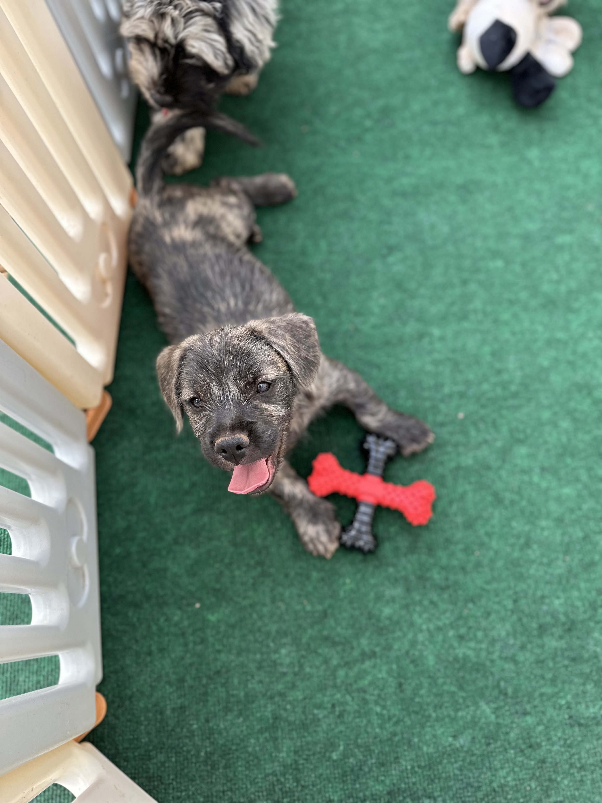 pup5-1.jpg