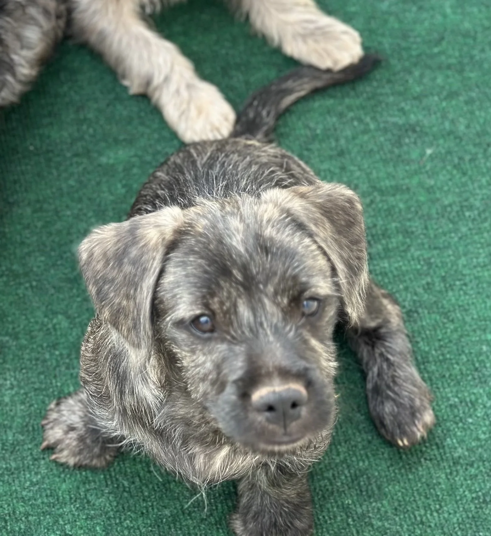 pup5-2.jpg