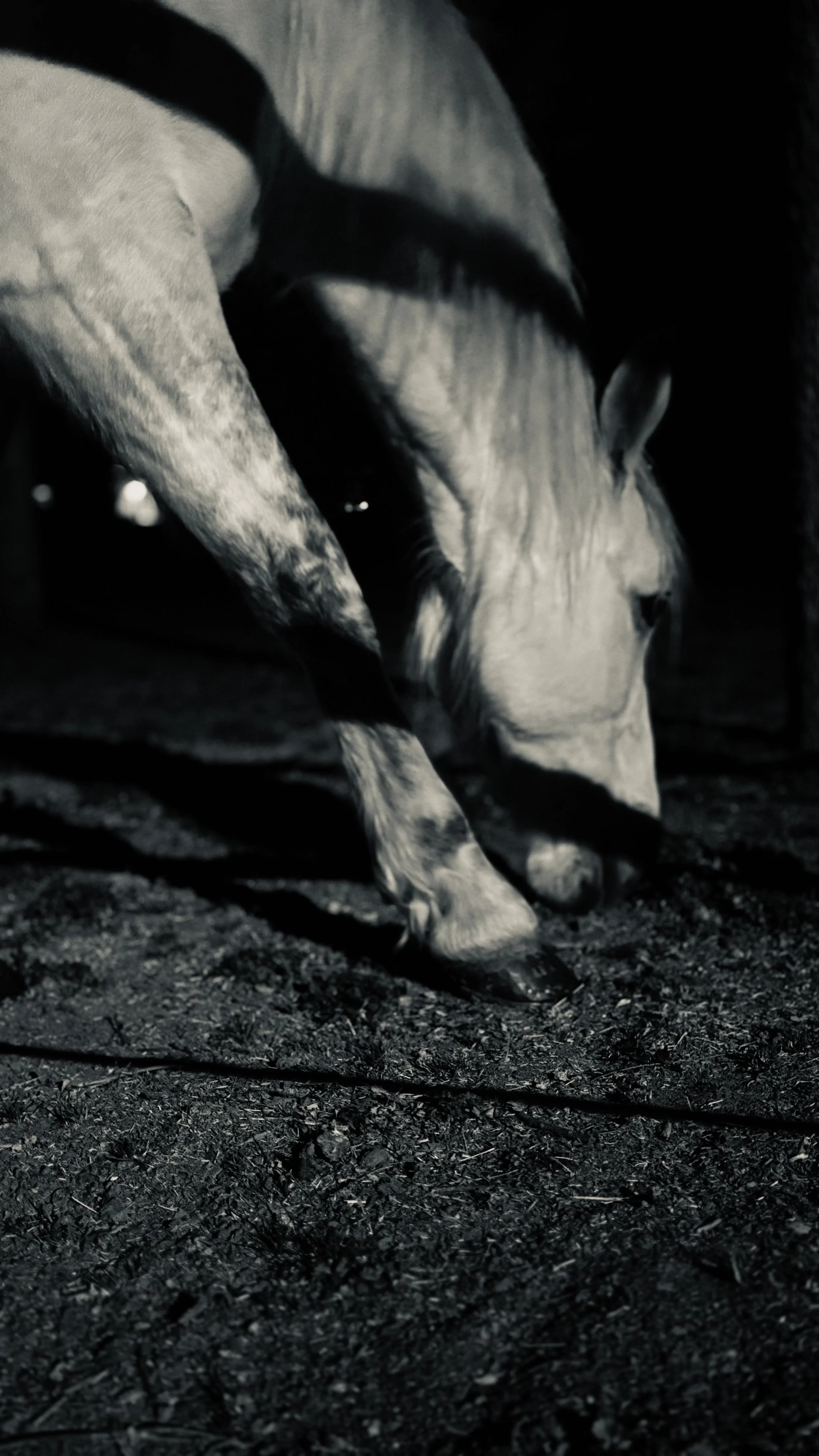 Horse stretching down along front leg in black and white
