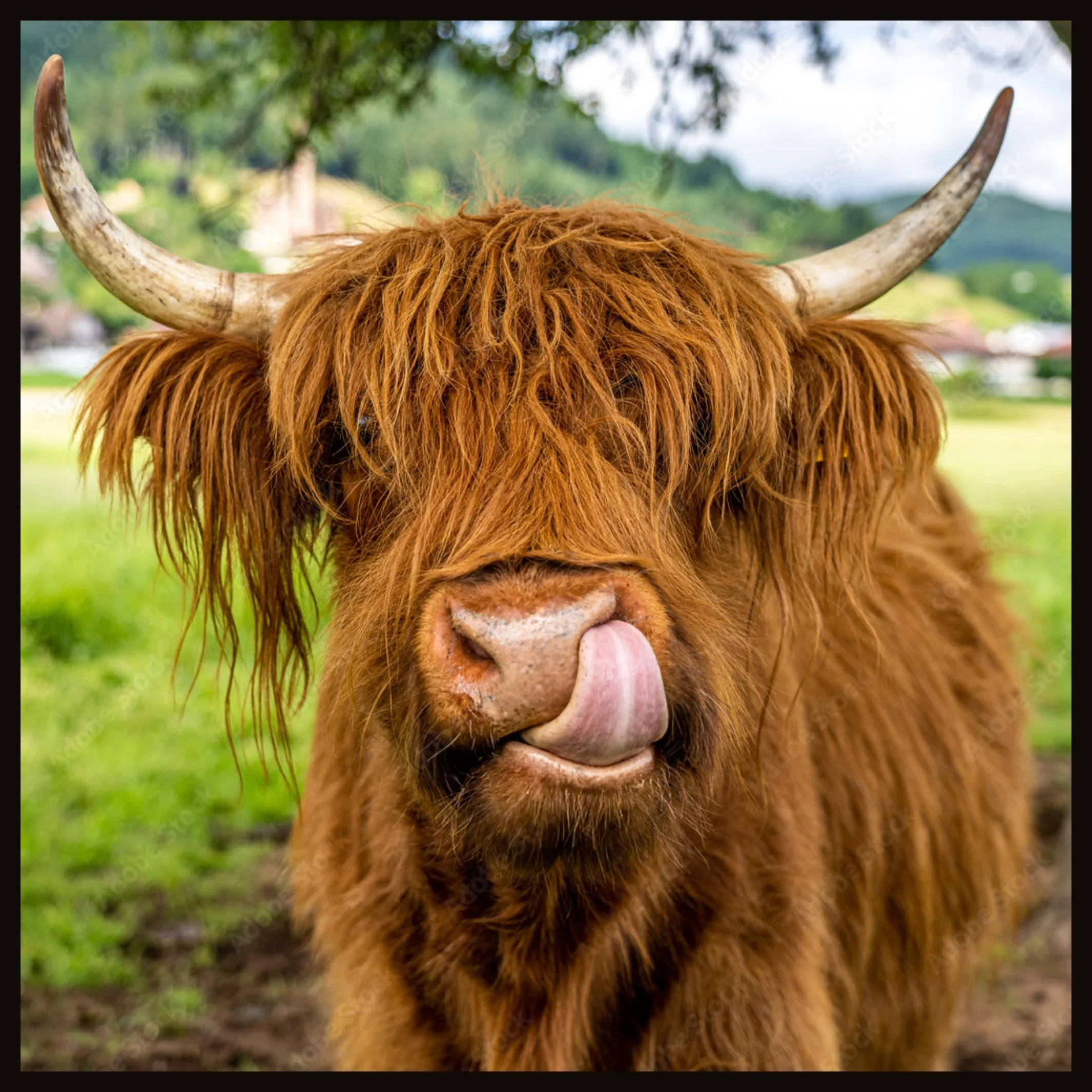 Cheeky Highland Cow – Framed Tile
