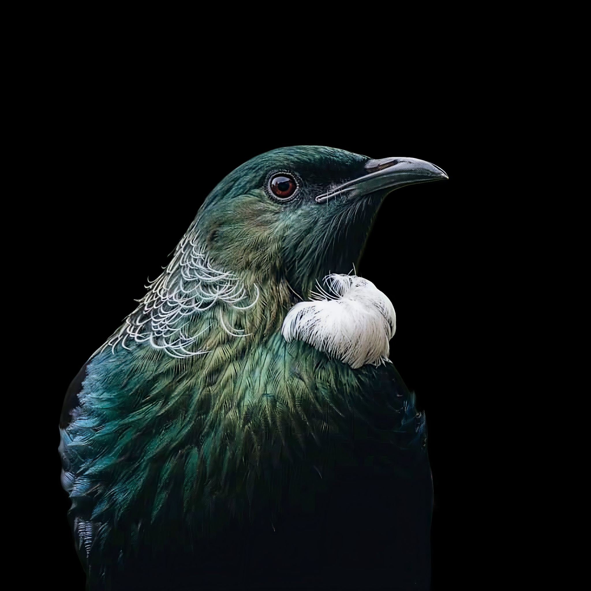 Midnight Tui – Native Elegance (Framed Tile Art)