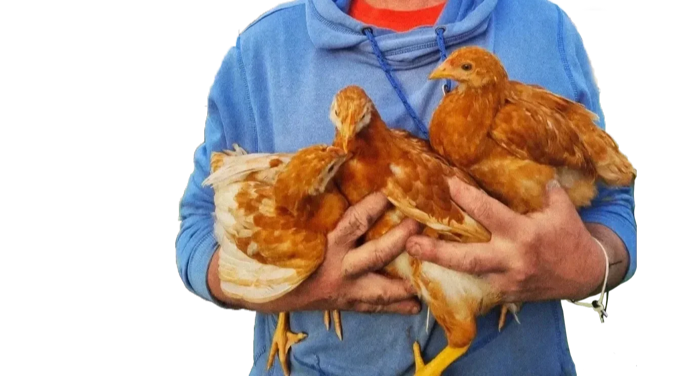 Person in a blue hoodie holding three reddish-brown chickens.