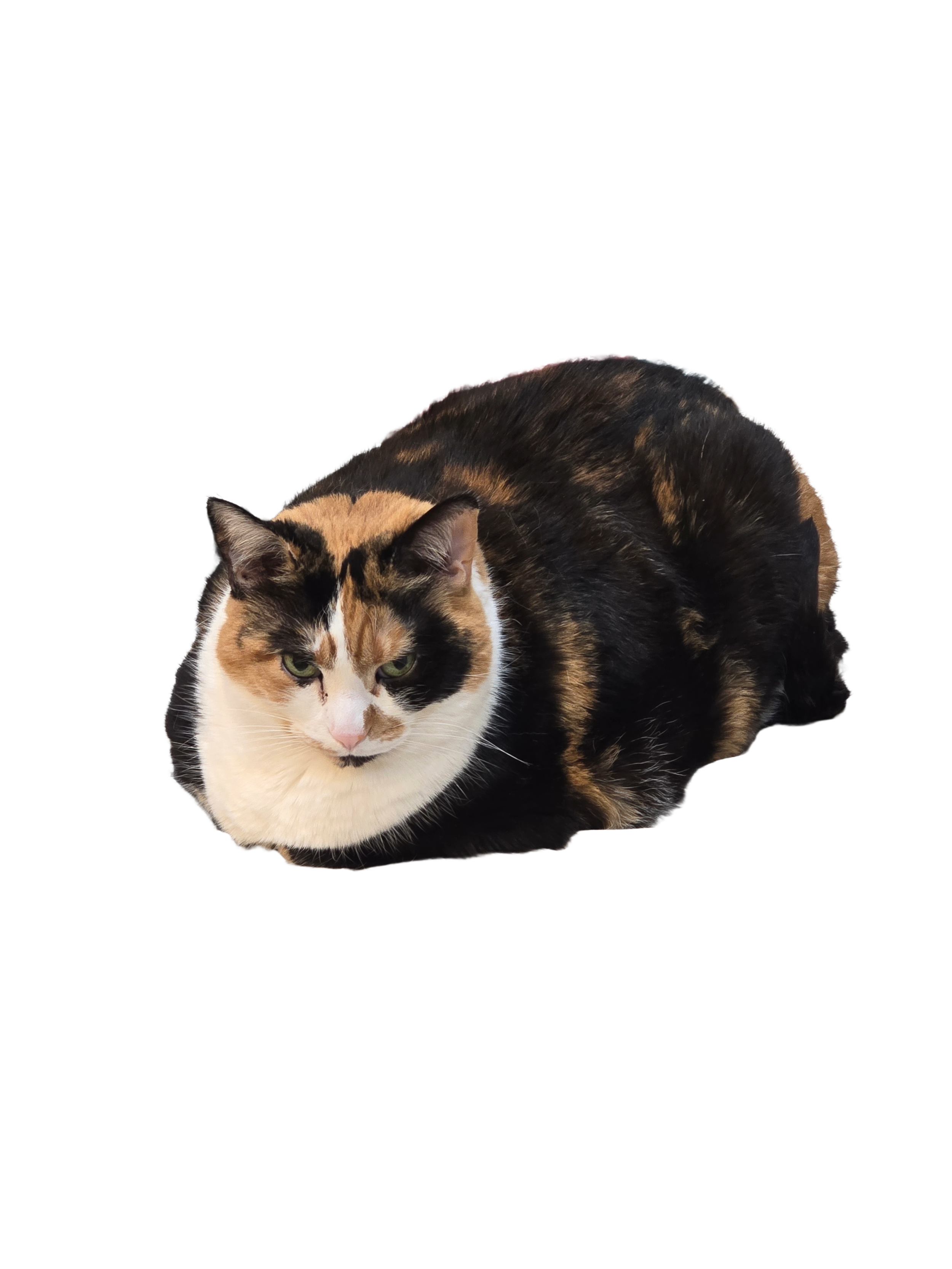 Calico cat resting on the floor with a black background.