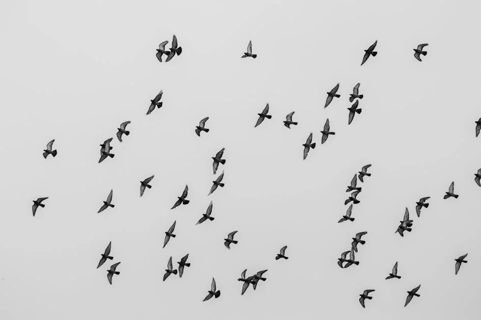 birds-flying-in-the-air-showing-breathing-space.jpg