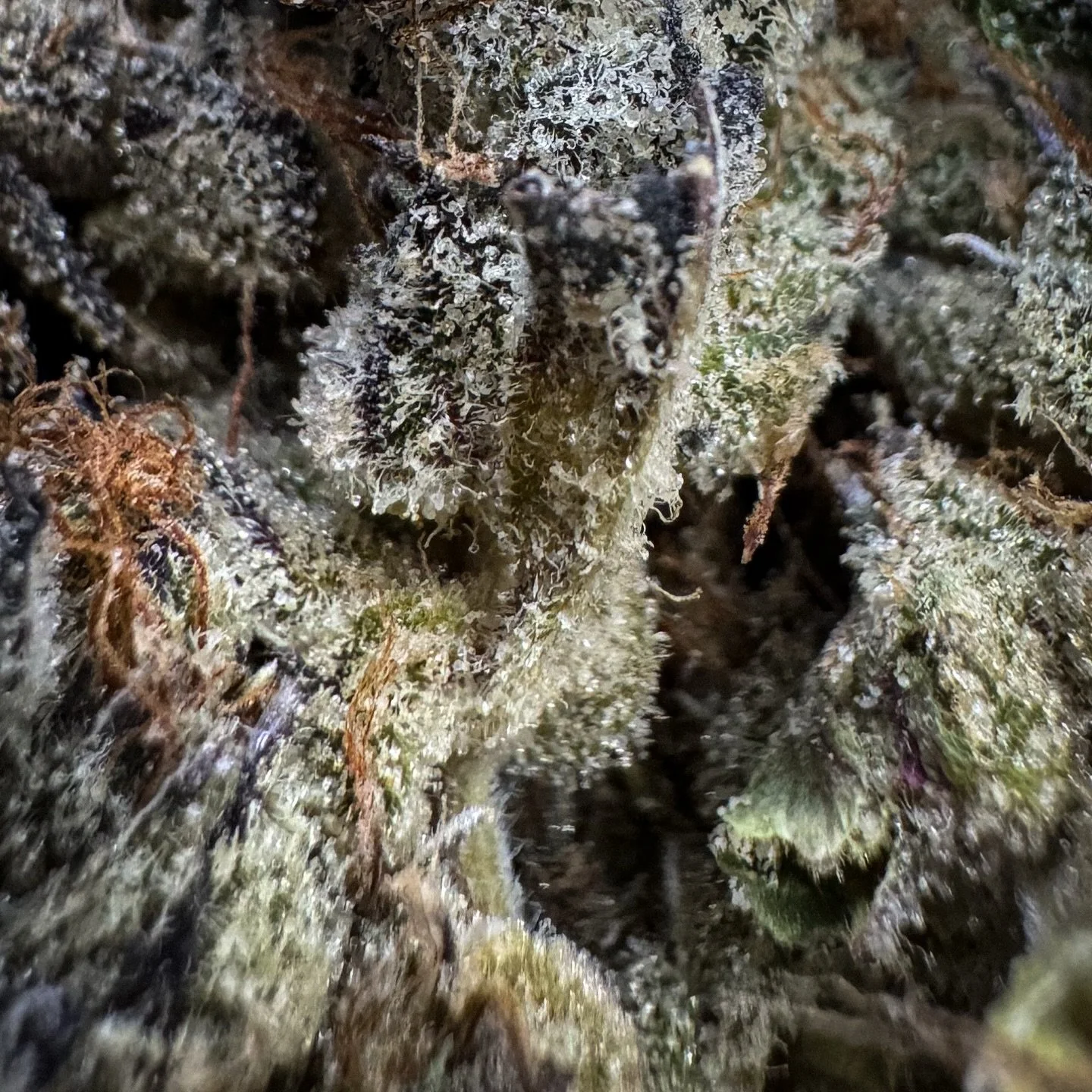 Moose Puffs - @shh710tx 

Had this one from them multiple times now and it never disappoints it&rsquo;s prob in my top 3 strains from them. Nose comes off like sweet funky dough with a little mint and this weirdly a little papaya funk hiding in there