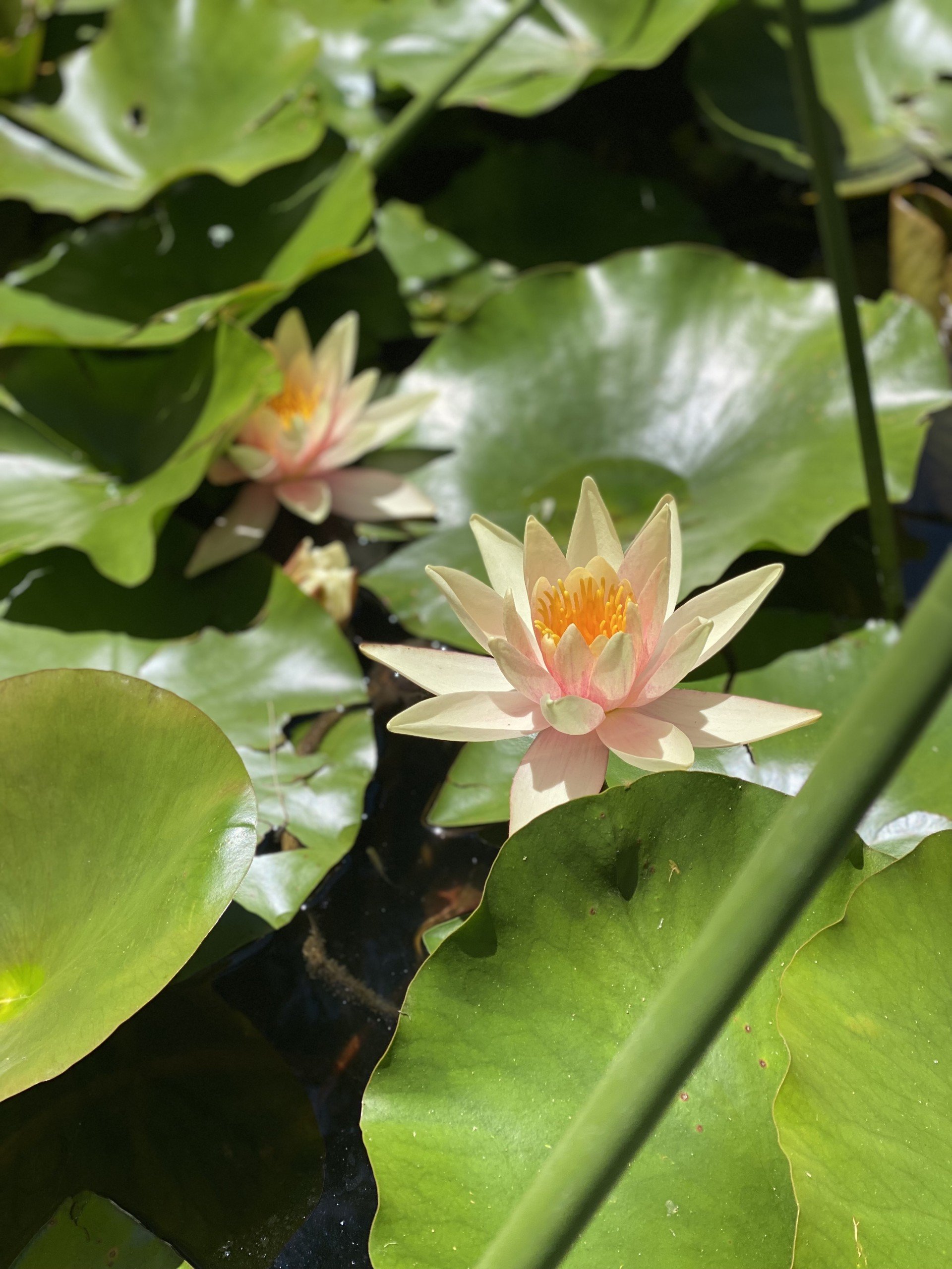 Close-up of water lilies with blooming white flowers, green lily pads on water.
