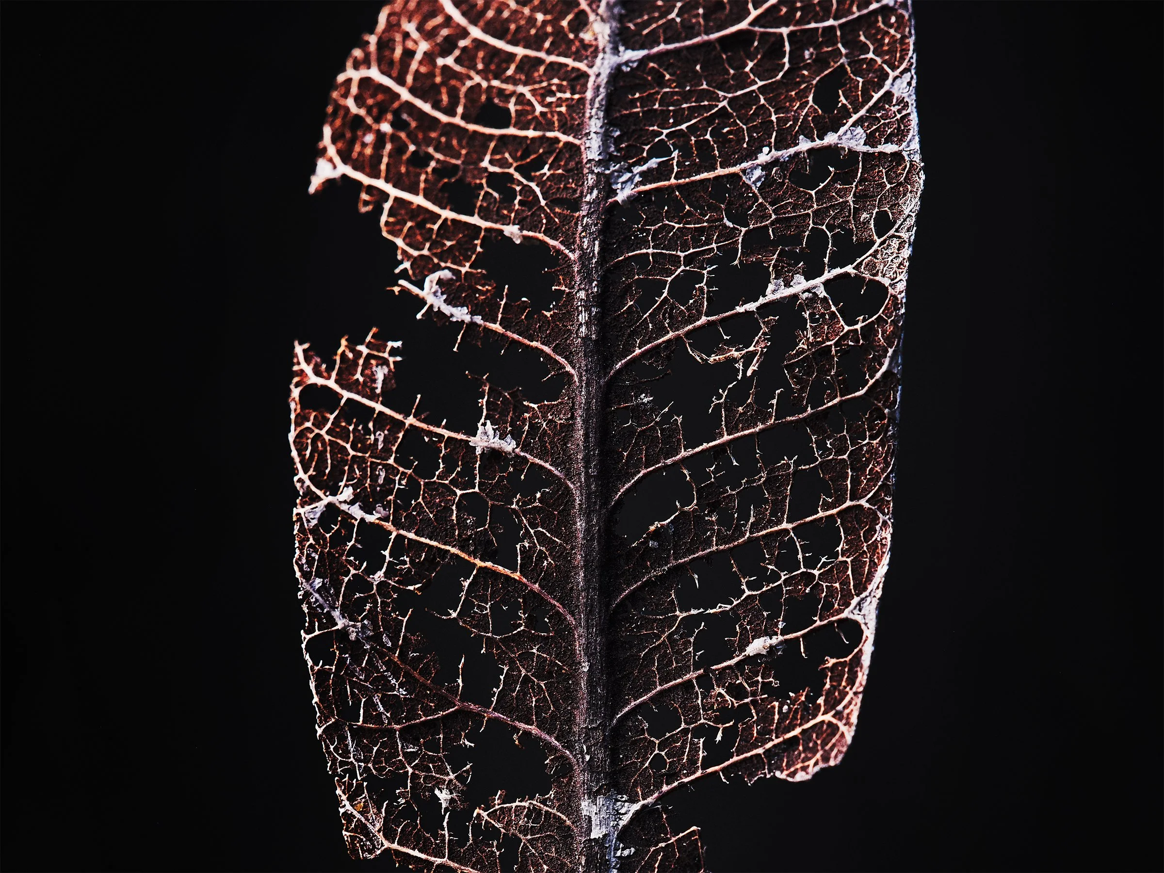 LEAF-SKELETON-fine-art-photography-detail-jeremy-simons.jpg