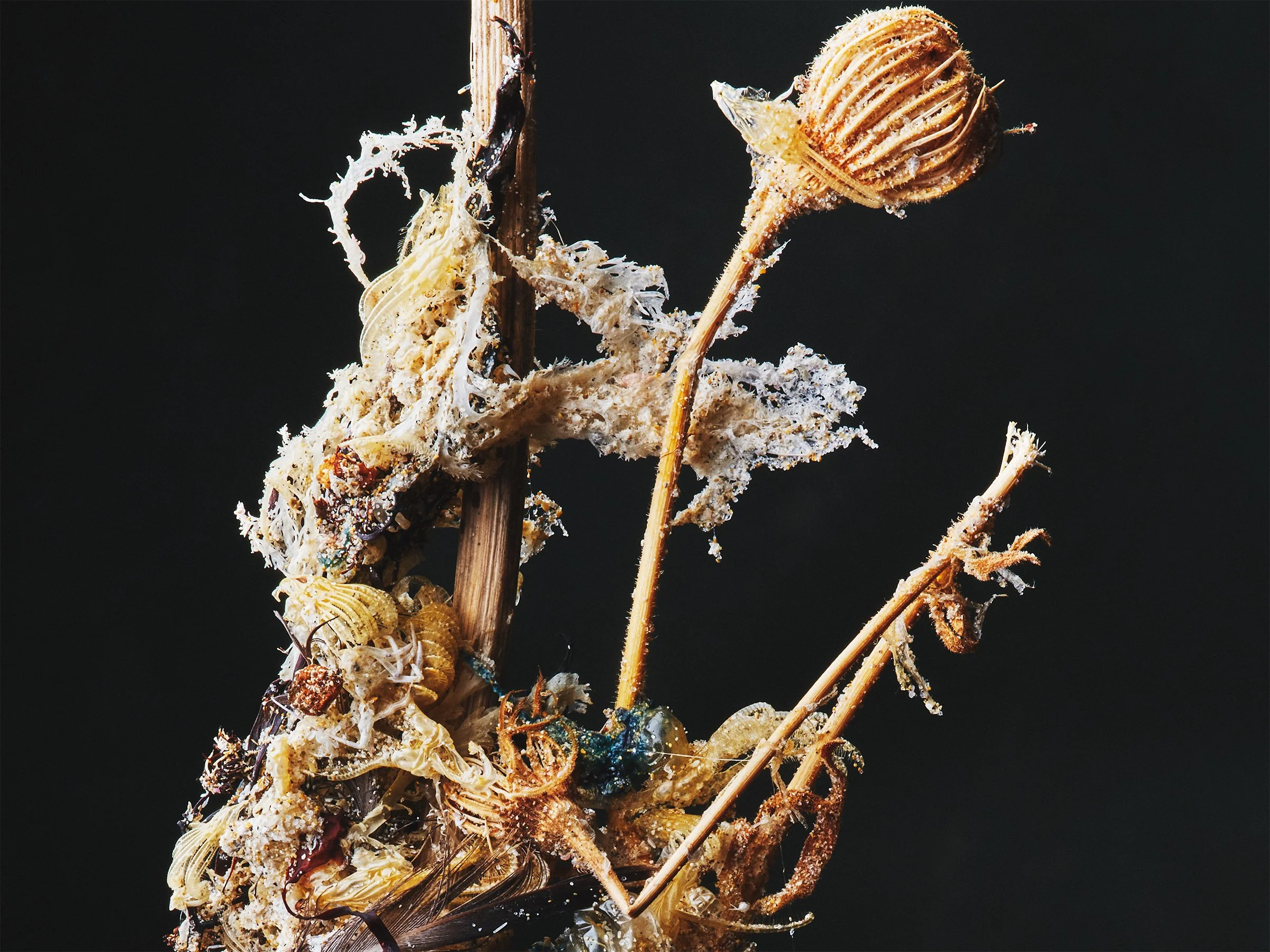 Debris-fine-art-photography-detail-jeremy-simons.jpg