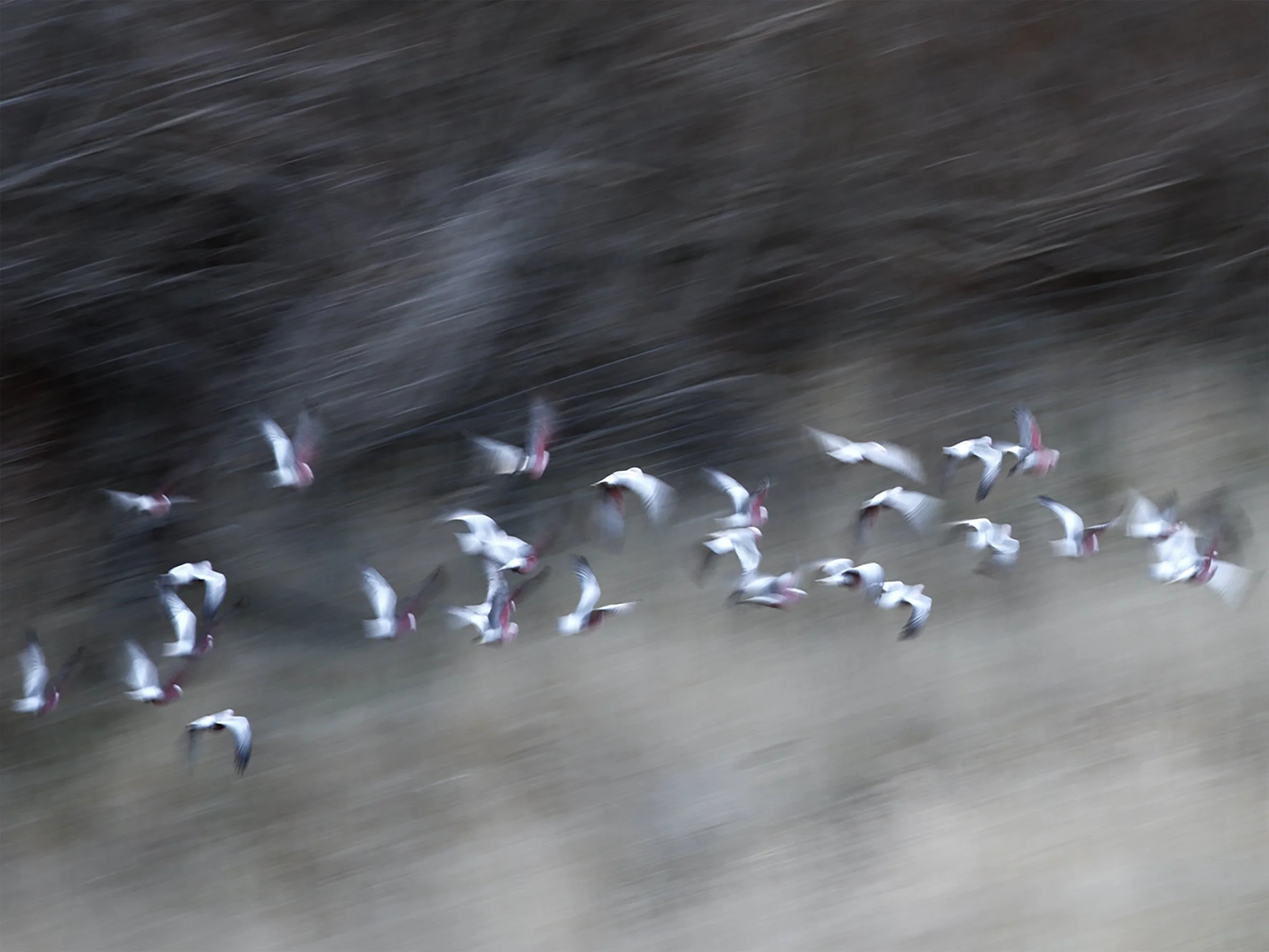 galahs-fine-art-photography-detail-jeremy-simons.jpg